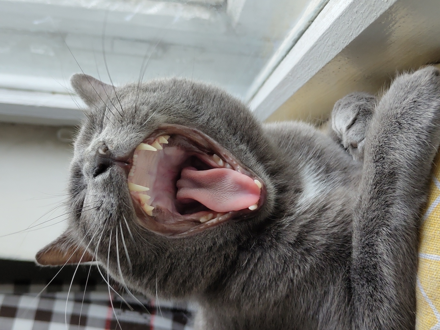 A close-up shot depicts a gray cat lying on its back, mouth wide open in a yawn or a roar. The cat's tongue is visible, and its teeth are on display. The fur around its face and body appears soft and dense. The cat rests on a surface covered with fabric of a checkered pattern, and a yellow-and-white pattern. A window sill and window frame are visible in the background. The location is Unknown, Unknown.