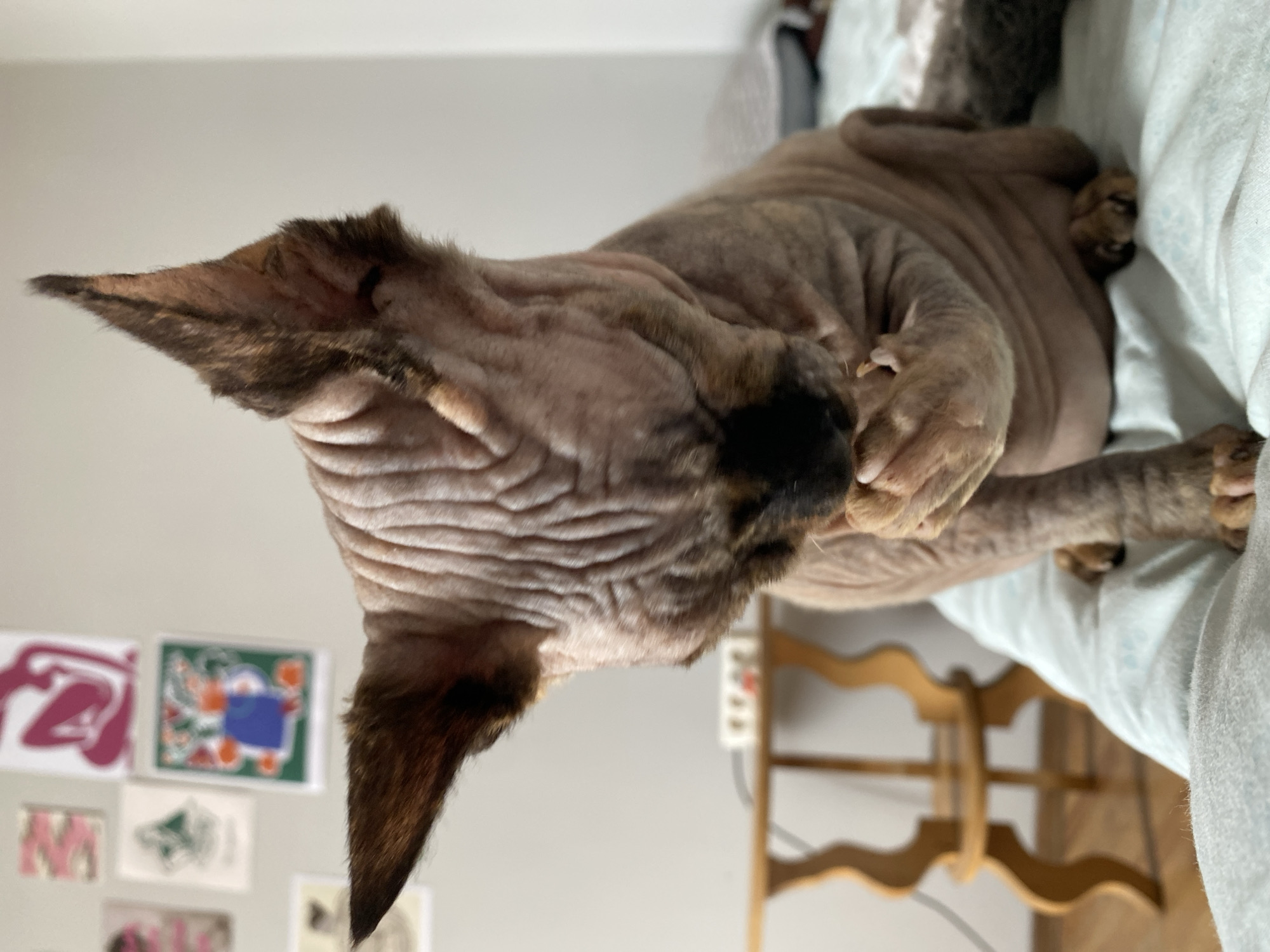 A hairless cat, likely a Sphynx breed due to its wrinkled skin and large ears, sits on a light blue duvet, possibly a bed. The cat is grooming itself, with its head bowed and one paw near its mouth. Its fur is a light brown with darker brindle markings on its ears and face. The cat has large, pointed ears. In the background, a wooden side table with a decorative, curved leg design is visible. On the wall behind the table, several framed art prints are displayed. The overall environment appears to be an indoor residential setting. The image does not contain any information that could be used to determine its location in Batumi, Georgia.