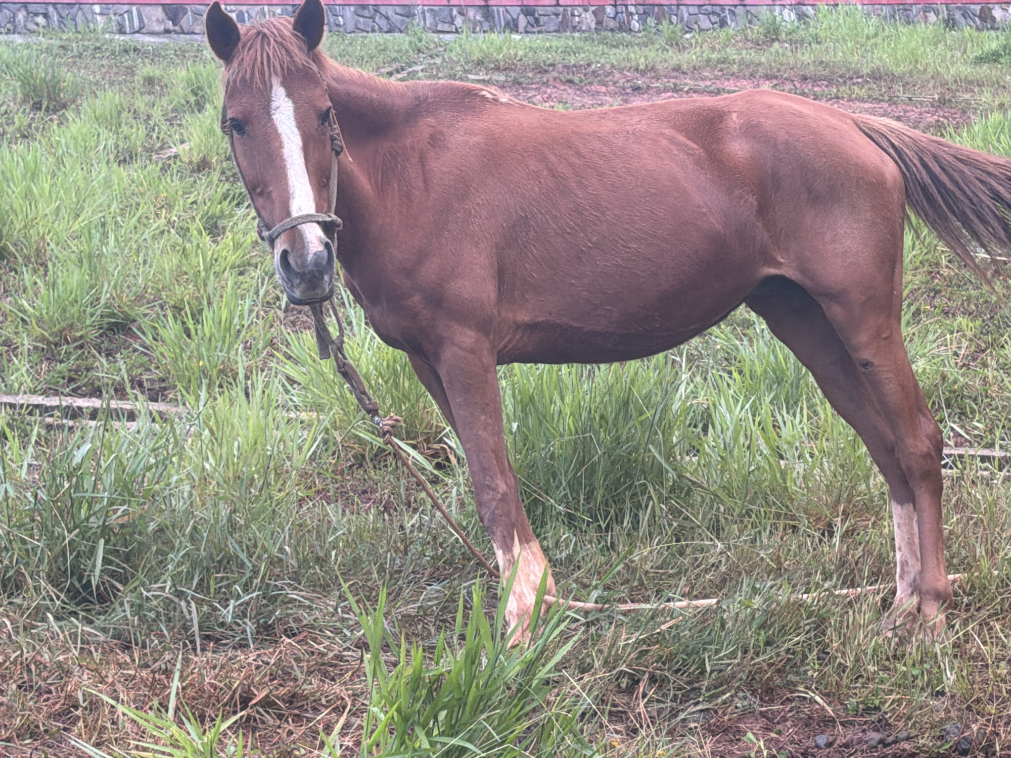 A brown horse with a white blaze on its face stands in a grassy field. The horse is facing towards the left of the frame and looking at the camera. It is wearing a halter and a lead rope. The field is covered in green and dry grass, and there is a stone wall in the background. The scene appears to be in an outdoor rural setting, possibly on the outskirts of Da Lat, Vietnam, given the lush vegetation and the type of stonework that might be found in that region. The lighting suggests it is daytime, with overcast or diffused light.