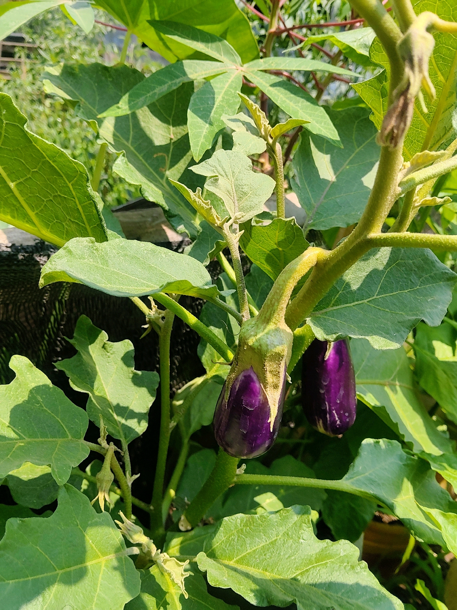 The image shows a close-up view of a plant with dark purple eggplants growing on it. The eggplants are elongated and have a glossy skin. They are surrounded by large green leaves. The plant appears to be healthy and well-watered, with water droplets visible on some of the leaves. The lighting suggests that it is a sunny day. The background is blurred but appears to be an outdoor environment with foliage. There are no people or animals visible in the image. The location is stated to be Cibatu, Indonesia.