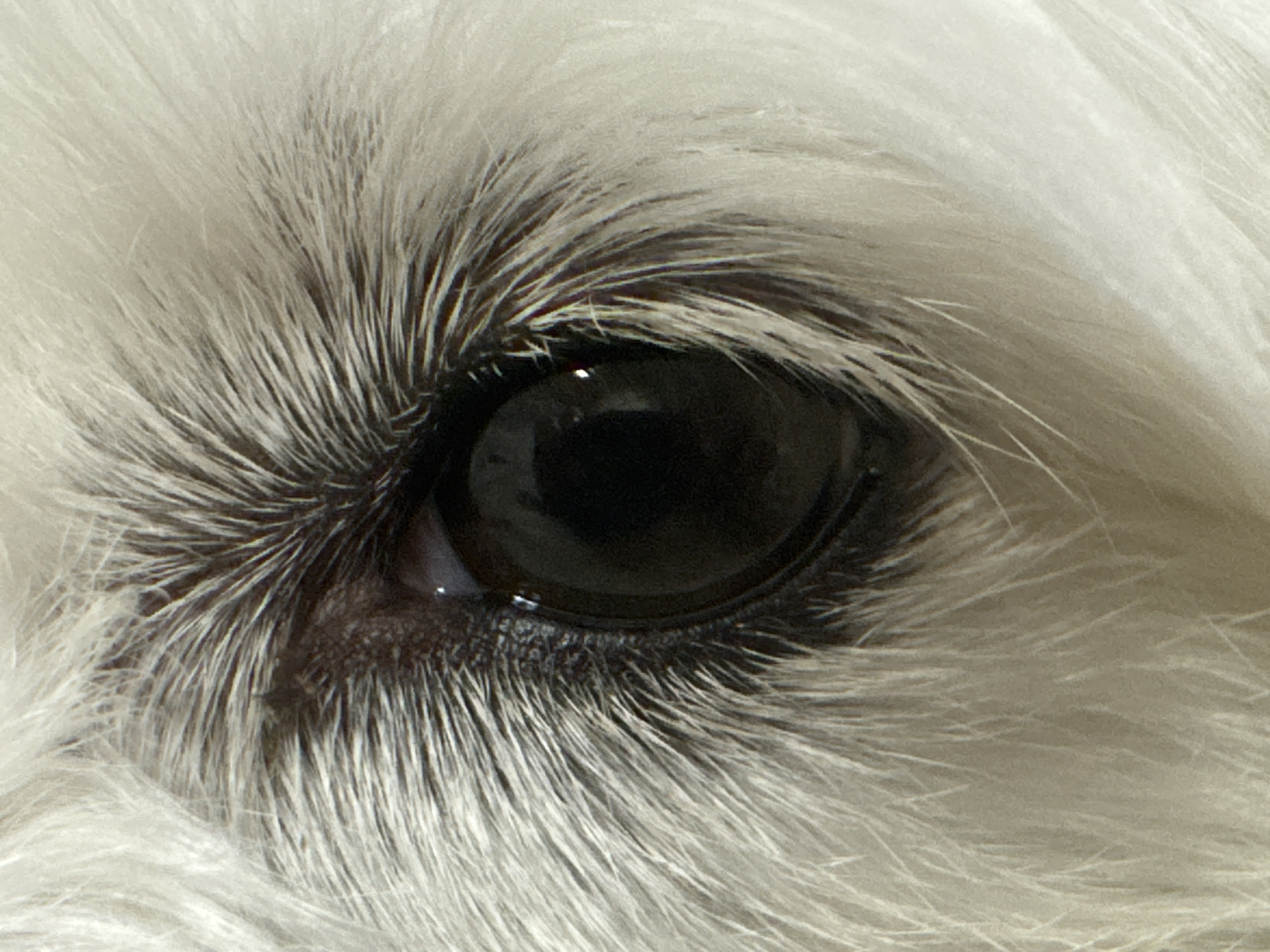 A close-up shot focuses on the left eye of an animal, likely a dog, surrounded by white fur. The eye is dark brown, with a visible light reflection within the pupil. The fur around the eye is dense and feathery.
The location in the city of Noviy, Russia is irrelevant as this is an animal's eye and not a location-specific scene.