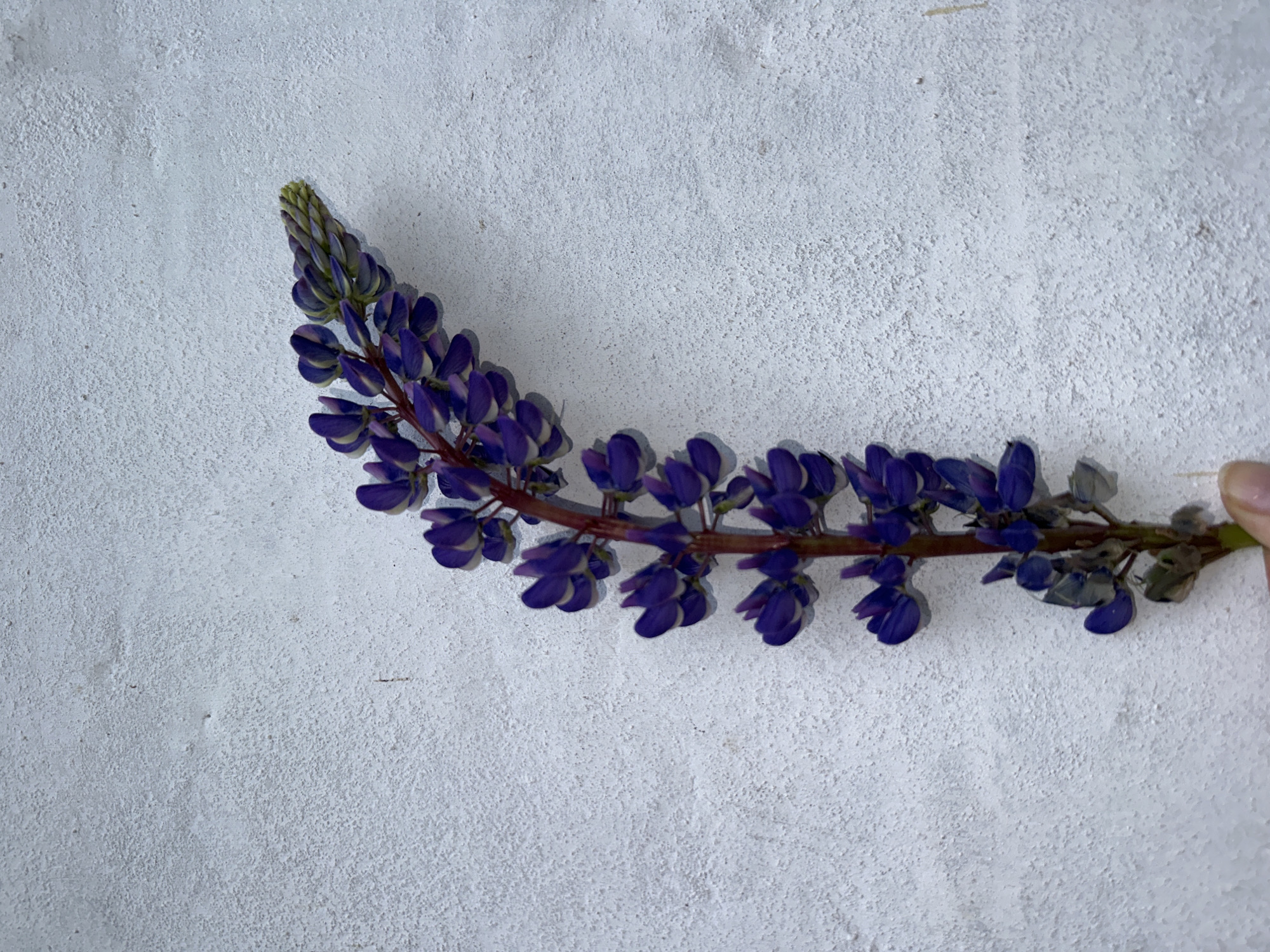 A single stalk of a flowering plant, featuring numerous deep purple blossoms with lighter accents, is held vertically against a uniformly textured, light off-white granular surface. The individual flowers are densely packed, forming an elongated, conical inflorescence along a reddish-brown stem. At the base of the stalk, a human hand, primarily showing a thumb and a portion of a finger with light skin tone, grasps the plant. The background surface exhibits a rough, stucco-like texture with minor irregularities and subtle shadows, indicating illumination from the left. The image provides no visual information to ascertain its geographical location in the city of Альняш, Russia.