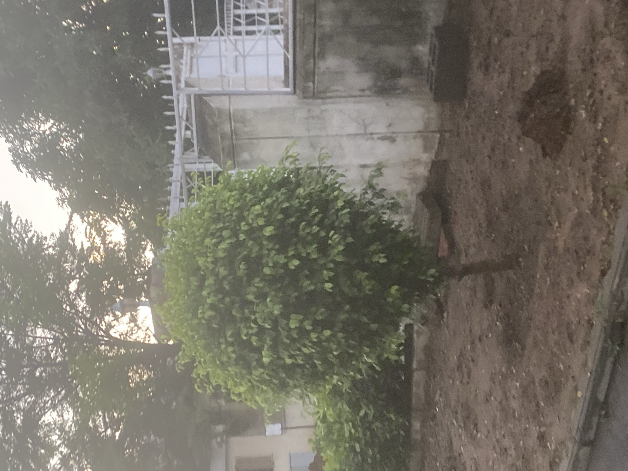 The image captures an outdoor scene, likely a roadside or a yard beside a building, under the soft light of either early morning or late afternoon.
In the foreground and middle ground, a vibrant green, bushy tree with dense foliage dominates the center of the frame. Its leaves are small and clustered, forming a rounded canopy. To the left and behind this tree, the silhouette of a larger tree is visible, with sunlight filtering through its branches.
Behind the prominent green tree, a weathered concrete wall forms part of a structure, possibly a building or a boundary. This wall features a white metal grille or gate, likely covering an opening or window. The concrete shows signs of age and discoloration. To the right of the tree and wall, the ground is composed of bare earth or soil, appearing somewhat uneven and dry. A dark, shadowy patch is visible on the bare ground. A dark, narrow strip along the bottom edge suggests a paved surface like a curb or road.
No specific activity or event is taking place; the image presents a static landscape. The lighting is diffused, with brighter areas indicating the presence of a low sun filtering through the distant foliage, contributing to a tranquil atmosphere. There is no visible text in the image. The location context provided is Gosa, Nigeria.