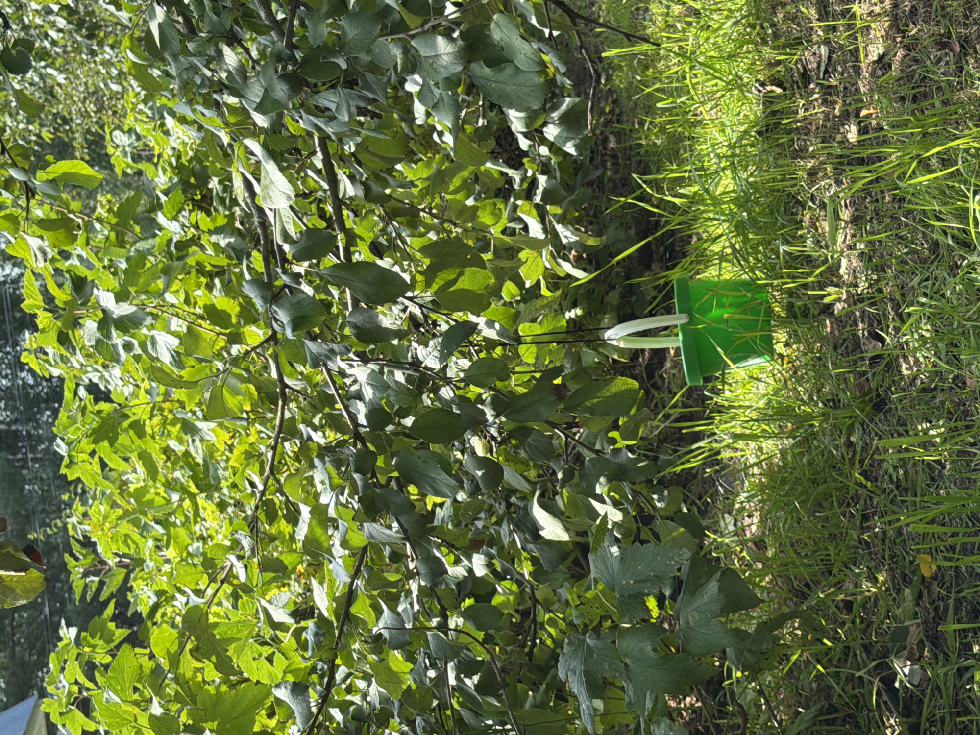 A green bucket with a white handle hangs from a branch of a leafy green tree in Pokrov, Russia. The bucket is suspended by a thin black cord. The ground beneath the tree is covered with grass and fallen leaves. Sunlight filters through the leaves, creating dappled shadows on the ground. The background shows more foliage and hints of distant trees.