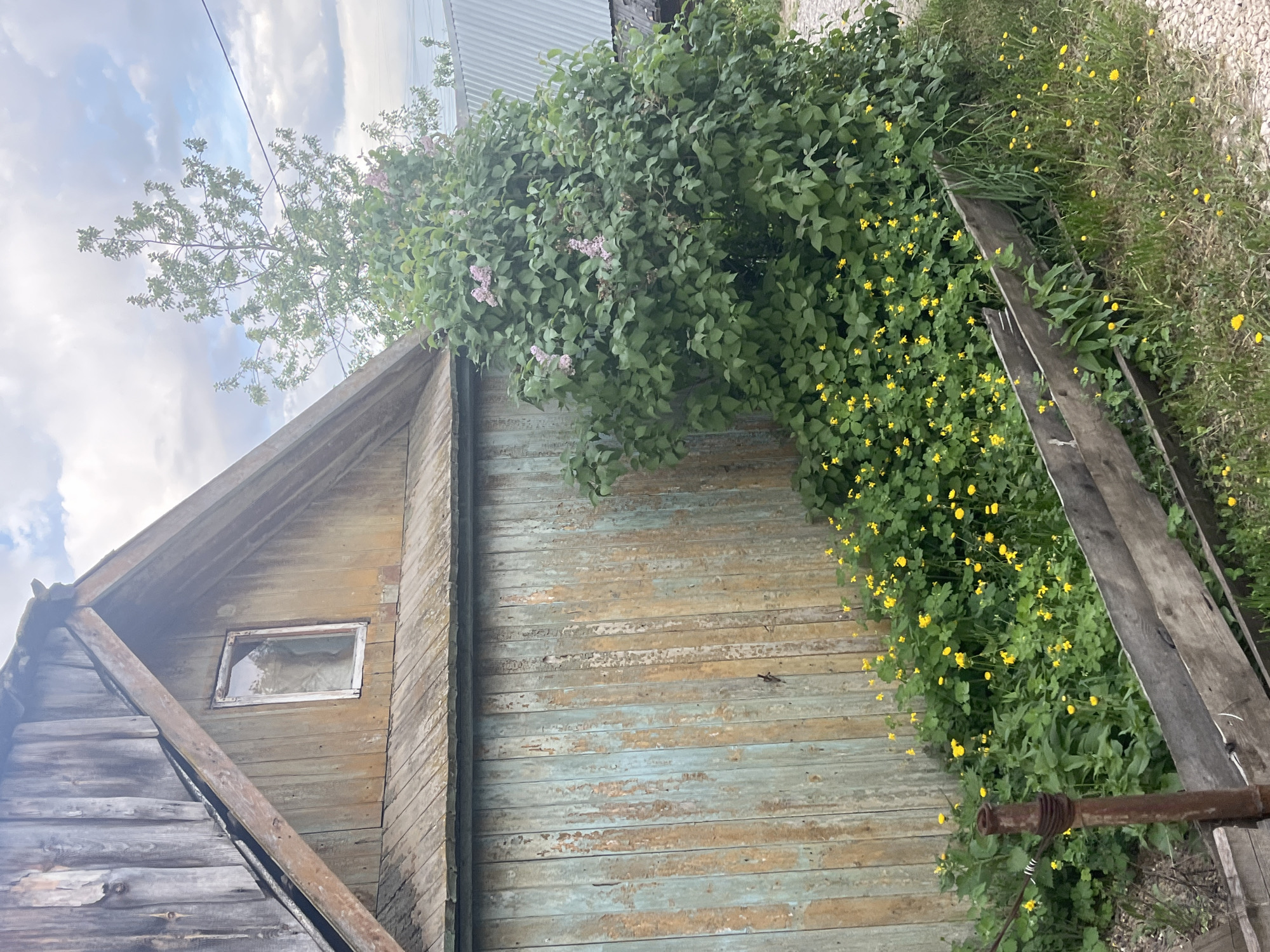 An exterior shot of a weathered wooden structure, possibly an outbuilding or shed. The structure has a peaked roof and is covered in peeling paint, suggesting age and disrepair. A small, possibly broken window is visible on the left side of the structure. A lilac bush in bloom is present on the top right of the wooden structure, intermingled with yellow wildflowers. Some wooden pieces are also present on the right side of the structure, perhaps from a broken fence or other structure. The sky is visible in the background with a cloudy atmosphere. The location is potentially Chaikovsky, Russia. The image seems to show a neglected or overgrown space, typical of rural or semi-rural environments.