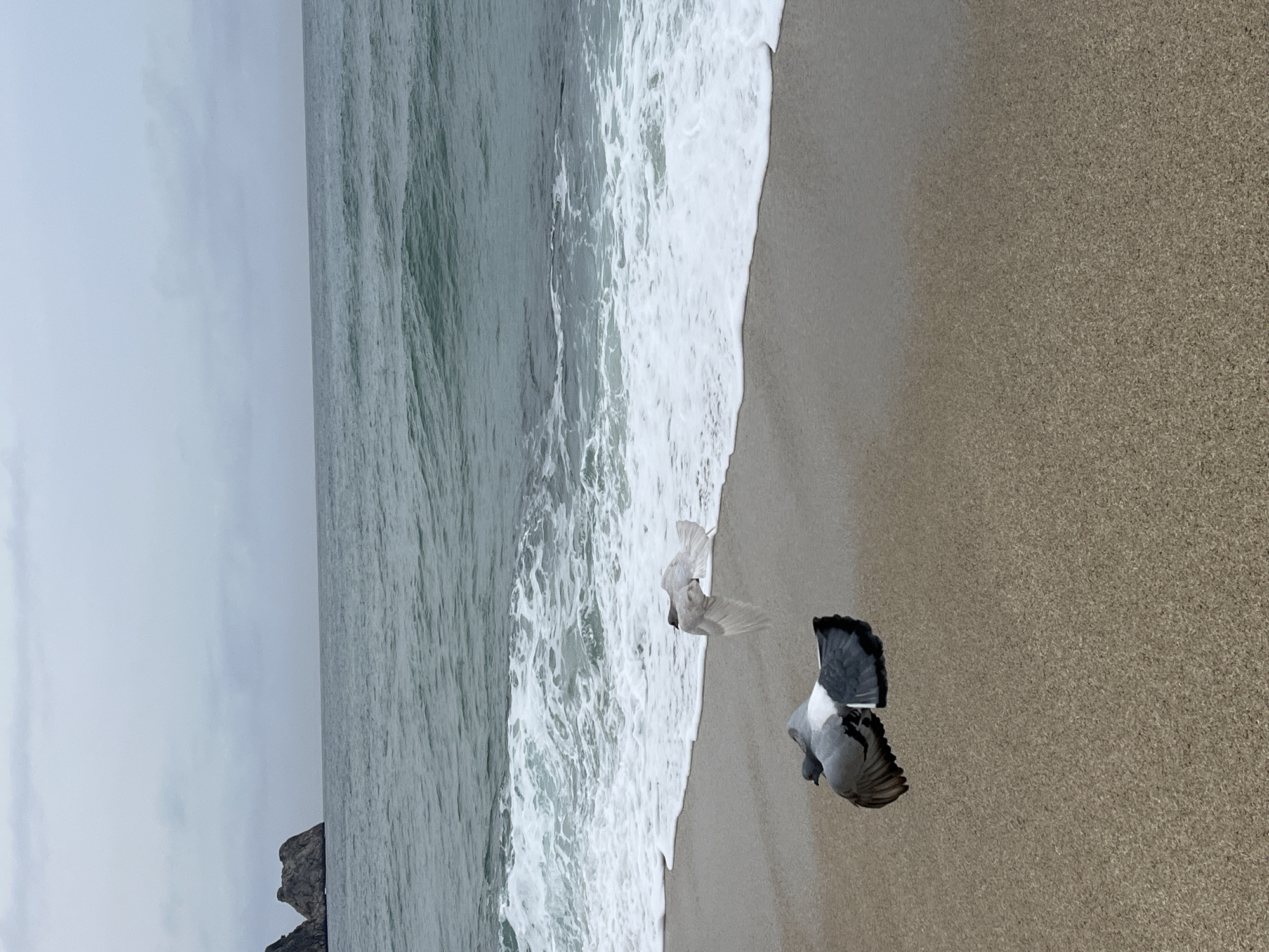 The scene depicts a sandy beach along the coast in Alanya, Turkey, under an overcast sky. The sea exhibits a greenish-blue color with waves actively breaking into white foam along the shore. In the distant left, two prominent rocky formations are visible rising from the water. The beach in the foreground is composed of fine, light brown sand. Two birds are captured in flight above the sand near the water's edge. The bird closer to the foreground is a grey rock dove with dark wingtips and a visible white patch on its lower back, its wings extended in mid-flight. A second, lighter-colored bird with a distinctly darker head is positioned further back and to the right, also in mid-flight with extended wings, directly above the breaking surf. No human subjects or their objects are present.