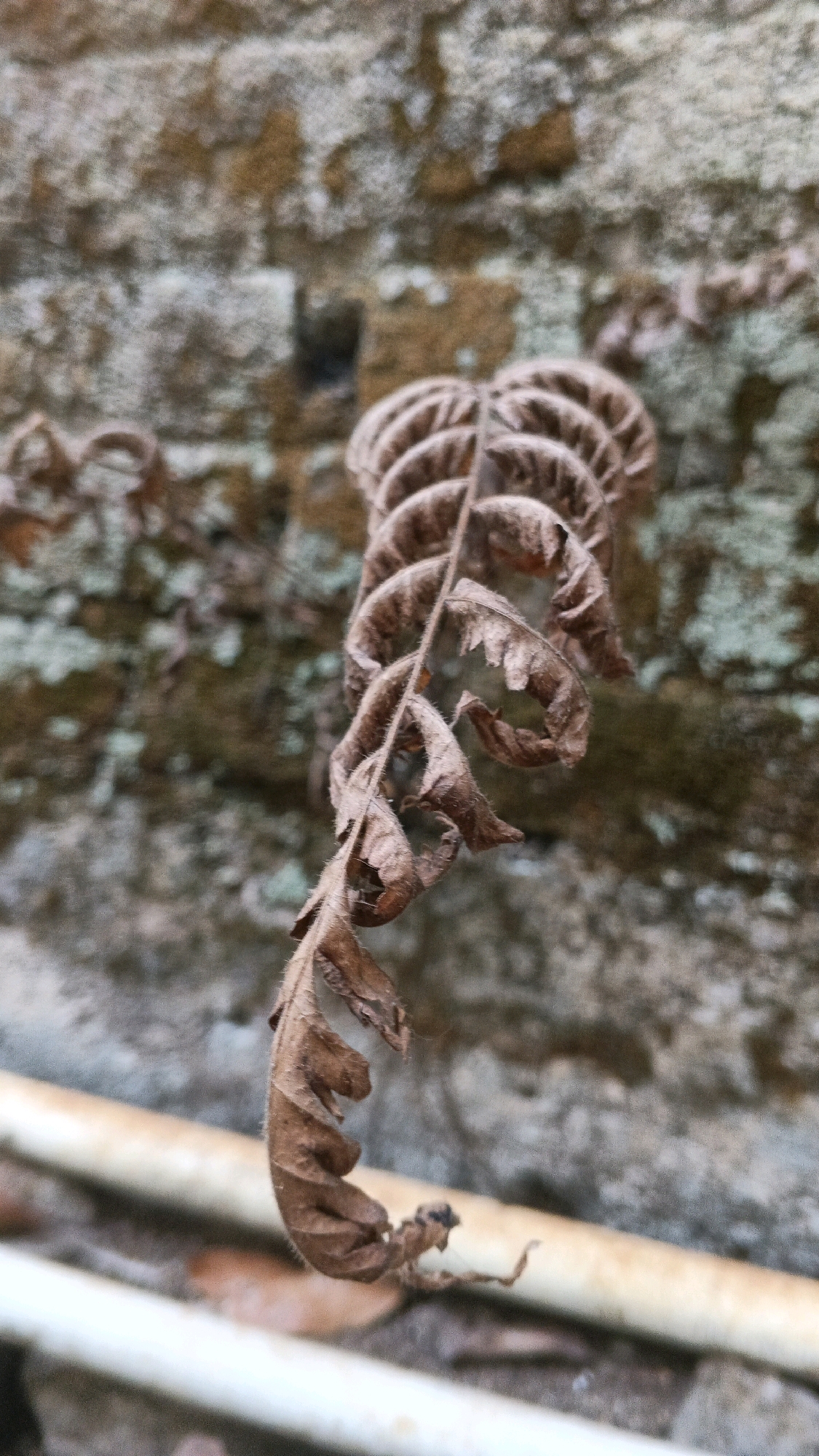 A close-up, vertical shot captures a dry, brown fern leaf against a textured, moss-covered wall. The fern frond is curled and brittle, with visible veins and serrated edges. In the foreground, a blurred, light-colored pipe runs horizontally, with another pipe or object slightly behind it. The background is dominated by the rough, mottled surface of the wall, which appears to be made of stone or brick, with patches of green and brown moss. The lighting is subdued, suggesting an overcast day or a shaded area. The scene appears to be located outdoors, possibly in a garden or on a building's exterior in Karangjati, Indonesia, given the context provided. There are no people or animals visible in the frame.