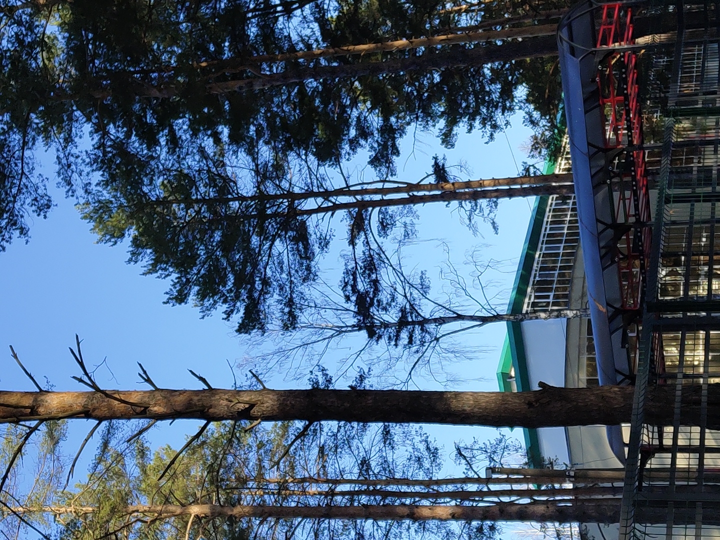 The image depicts a view upwards, looking through trees towards a building in Chaikovsky, Russia. The sky is blue and visible through the branches. A multi-story building with a metal framework and a blue and red structure attached to the side is visible. The building has light-colored walls and a green roof edge. Tree branches are in the foreground and background, some bare and others with foliage. The image is rotated 90 degrees clockwise.