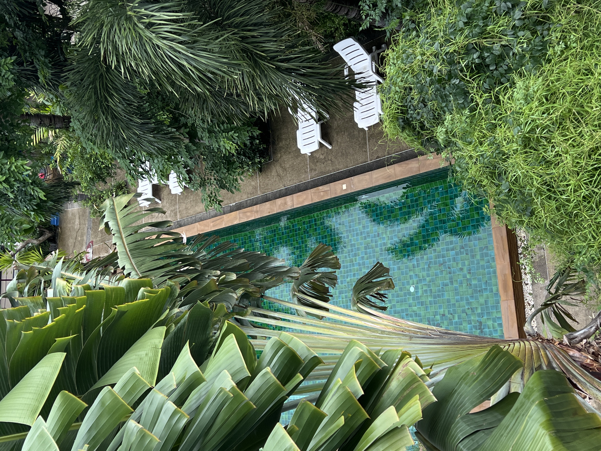 A high-angle shot shows a swimming pool surrounded by dense vegetation and lounge chairs. The pool has light green tile work, creating a pixelated effect. The sides of the pool are lined with brown trim. Three white lounge chairs are positioned on a grey concrete area adjacent to the pool, surrounded by dense green bushes and overhanging foliage. The lower portion of the image is filled with large, green banana-like leaves, suggesting a tropical environment.