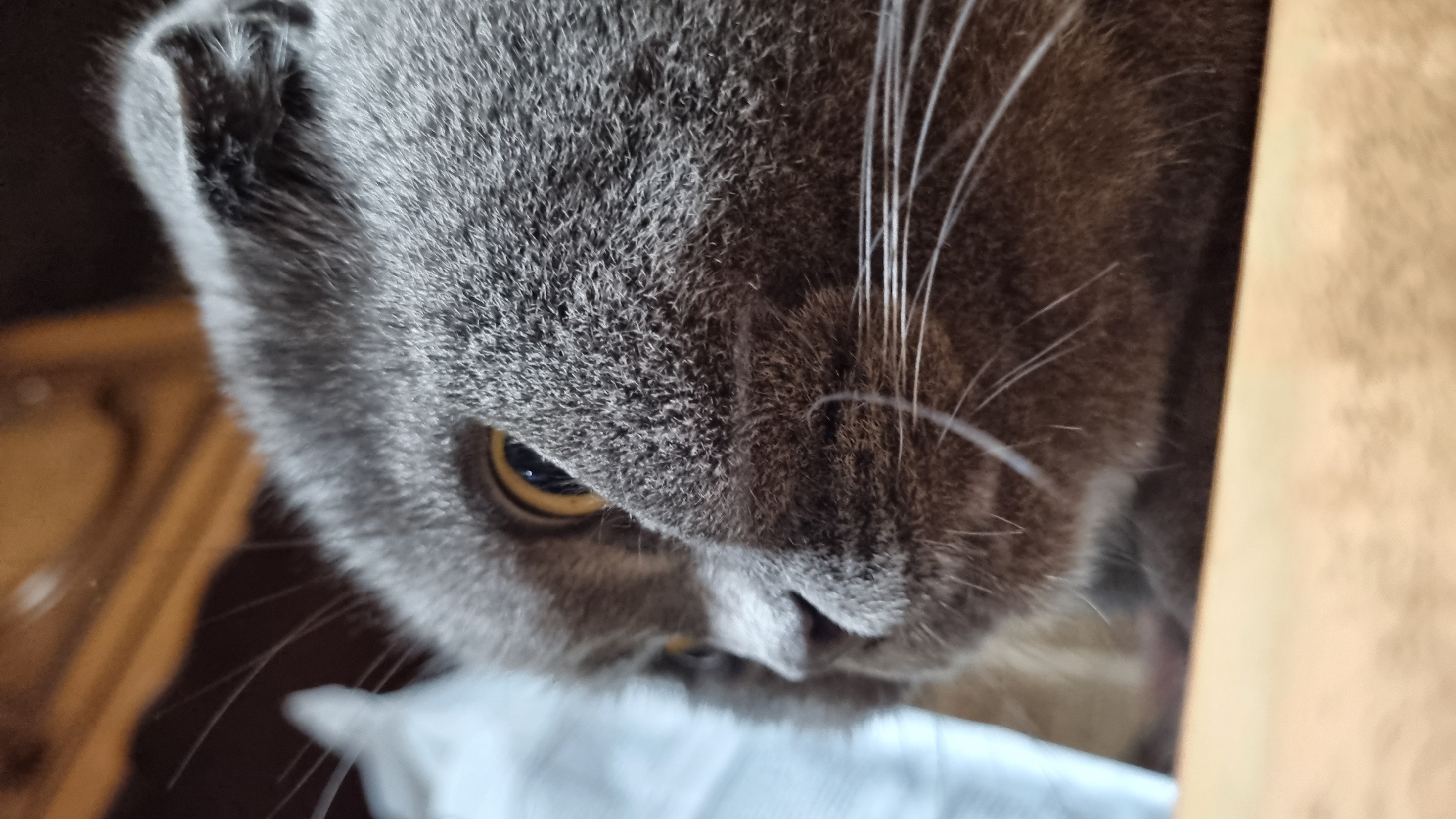 The image is a close-up, low-angle shot of a gray Scottish Fold cat's face. The cat is looking to the left with its distinctive folded ears visible. The background is blurred, showing hints of brown and white objects, possibly furniture or household items. The cat's whiskers are prominent. The scene is indoors, likely a domestic setting. There is no visible indication of the city of Vysokoe, Russia, or any other specific geographic location.