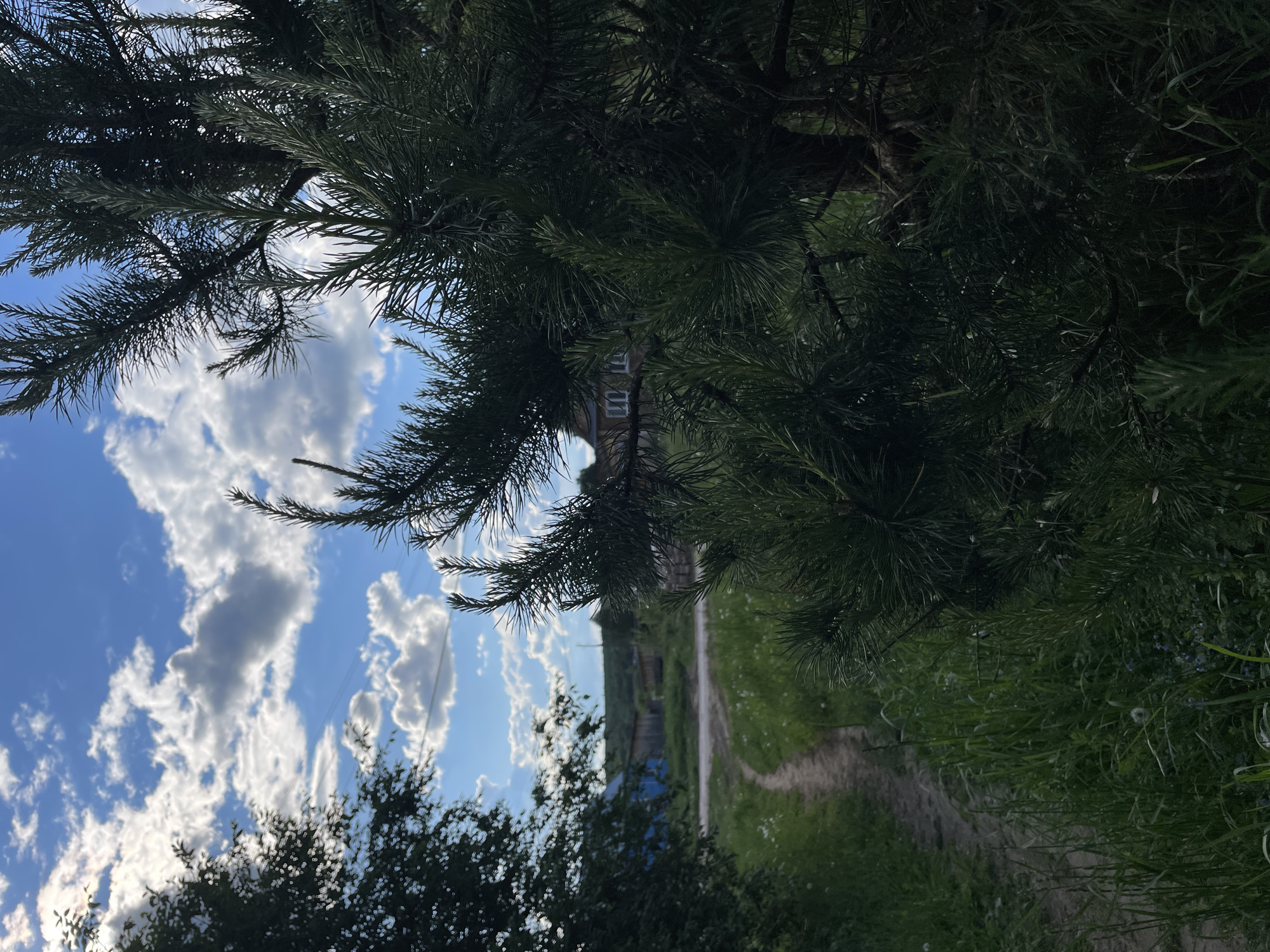 The image presents a rural scene near Балдейка, Russia. In the foreground, pine tree branches dominate the view, partially obscuring a dirt road leading towards a distant structure, likely a house. The sky is visible through the tree branches, featuring a bright blue color interspersed with white, fluffy clouds. Low-lying vegetation, possibly shrubs, is seen at the bottom of the frame. The scene is bathed in daylight, casting shadows that add depth to the composition.