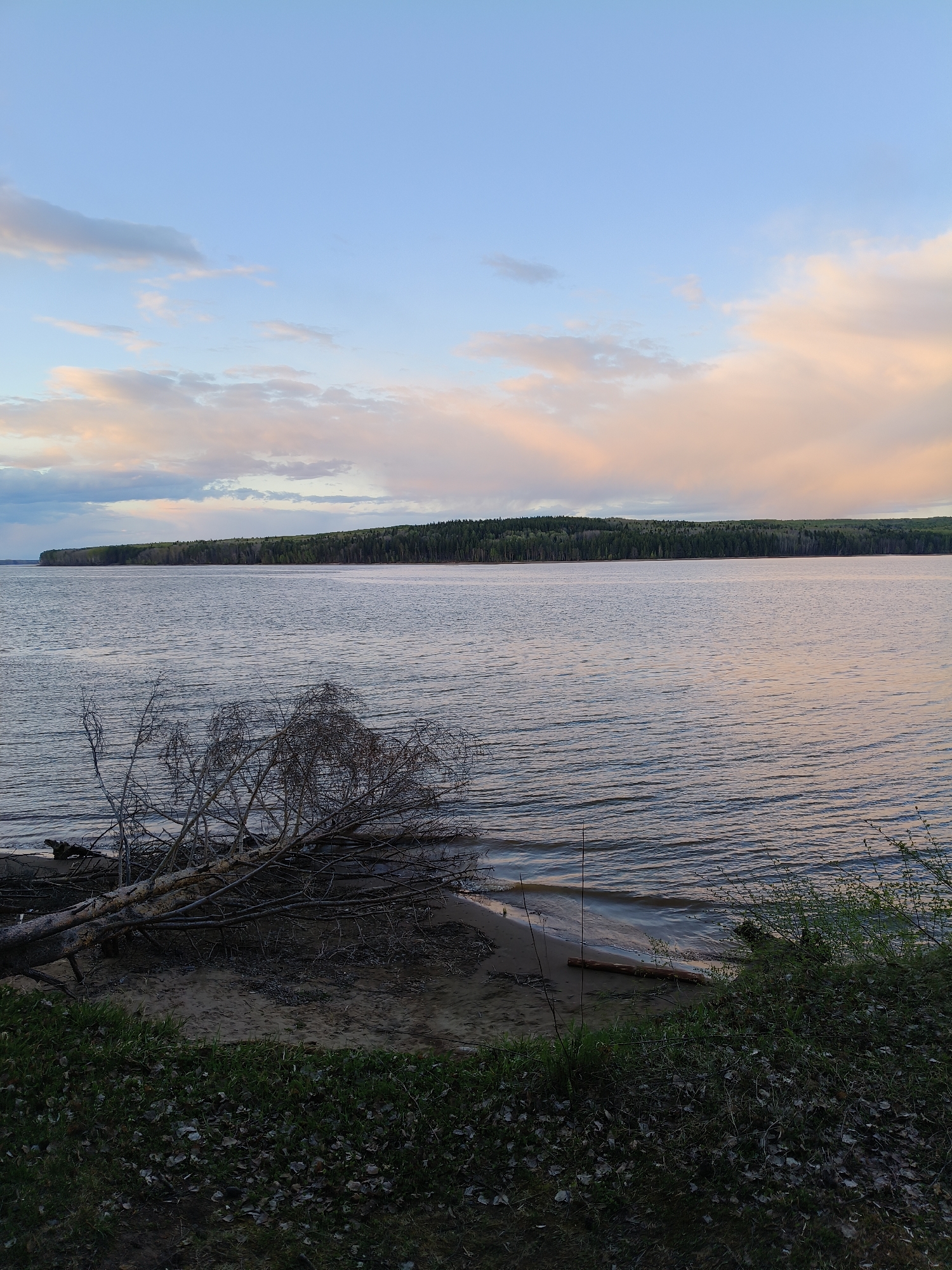 The image depicts a tranquil lakeside scene in Chaikovsky, Russia. The sky is a gradient of light blue and pink hues, suggesting either sunrise or sunset. Below the horizon is a wide body of water, likely the Kama River, with gentle ripples across its surface. On the opposite shore, a dense line of evergreen trees forms a dark green silhouette against the lighter sky.
In the foreground, a fallen tree lies on a small sandy beach. The tree's branches are bare, indicating it is either winter or early spring. The beach transitions into a patch of grassy vegetation, with some fallen leaves scattered across the ground. The overall environment suggests a natural, undisturbed area along the riverbank. No people are visible in the image.