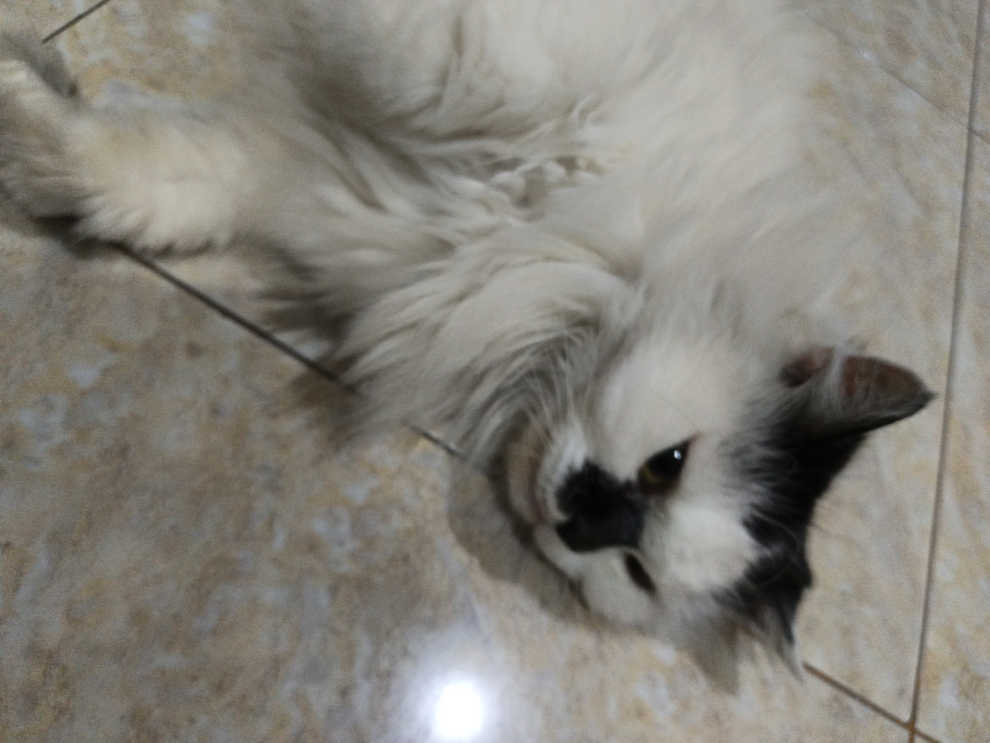 An out-of-focus, high-angle shot shows a fluffy white cat with black markings on its face lying on a tiled floor. The cat is positioned diagonally in the frame, with its head towards the bottom right. Its fur is long and appears light in color, with patches of black around its eyes and ears. The tiled floor has a mottled beige and white pattern with visible grout lines. A bright light reflection is visible on the floor in the lower center of the image. The location is specified as Karangpakel, Indonesia.
