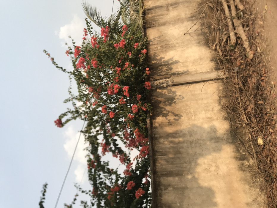The image, originally rotated 90 degrees counter-clockwise, depicts a vibrant outdoor scene in Umudike, Nigeria. When viewed upright, a luxuriant bougainvillea plant with abundant red-orange flowers and dark green leaves dominates the left and central parts of the frame. This plant grows vigorously along and over a textured, light brown concrete wall, which occupies the right half of the image.
The wall appears weathered, showing patches of discoloration and possibly some subtle structural lines or ledges. Distinct, elongated shadows of the bougainvillea and other foliage are cast onto the wall, indicating strong sunlight from an angle, suggesting it is daytime, likely late afternoon or early morning, given the warm tones. Above the plant, a clear pale blue sky with a few wispy white clouds is visible. A thin, dark line, possibly an electrical wire or cable, runs vertically through the upper left portion of the sky and foliage.
In the far right section of the image, beyond the concrete wall, there is a dense, tangled mass of dried, woody branches and leaves, suggesting neglected vegetation or a dried-up bush. A section of a palm frond is also visible at the very top, just above the bougainvillea.
There are no people or animals present, and no specific activity is taking place. The scene captures a static moment blending natural growth with man-made structures. No visible text is present in the image.