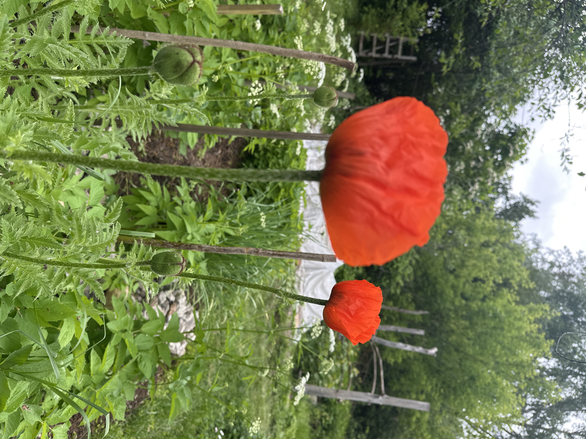 This image depicts a vibrant garden scene in the city of Chaikovsky, Russia, characterized by two prominent red poppy flowers and various green flora under an overcast sky. In the foreground, a large, out-of-focus red poppy dominates the left side, exhibiting intensely bright petals. To its right and slightly behind, a smaller, sharply focused red poppy stands tall on a green, textured stem. Several green, unopened poppy buds on similar stems are visible in the lower half of the frame. The garden environment features abundant green foliage, including broad leaves and finely serrated leaves, along with clusters of small white flowers that appear to be wild umbellifers. Multiple slender, light brown wooden stakes are vertically positioned throughout the garden, some appearing to support plants or form rudimentary fencing. In the mid-ground, a white tarp or protective covering is visible, and on the far left, a wooden ladder leans against unseen support amidst dense greenery. The background consists of a dense canopy of green trees and foliage, extending towards a light grey, cloudy sky. No individuals or animals are present. The lighting is soft and diffused, indicative of an overcast day.