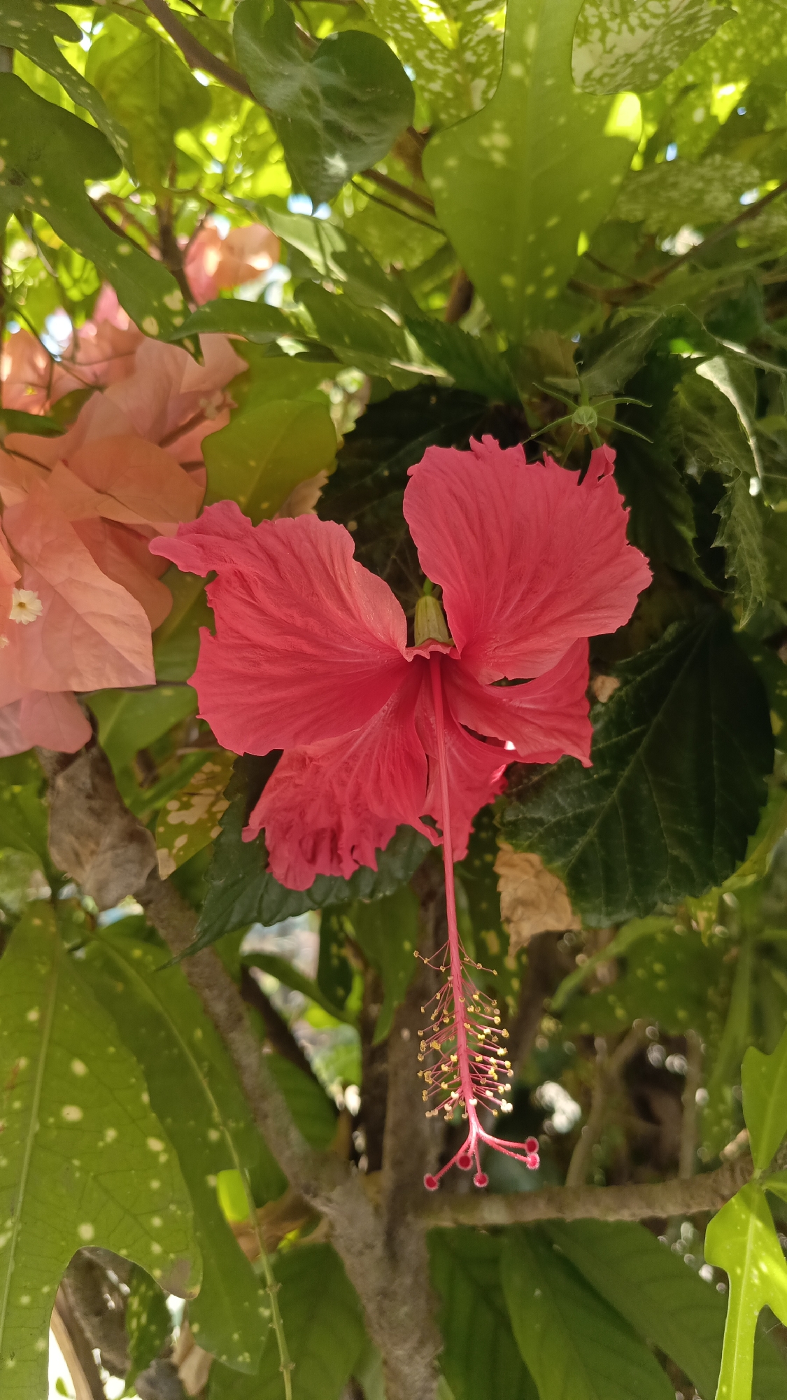 A close-up, vertical shot captures a vibrant red hibiscus flower in full bloom, its delicate petals unfurling amidst lush green foliage. The flower's stamen, a long, slender filament tipped with yellow pollen, extends downwards, adding a striking visual element. In the background, soft-focus clusters of pink bougainvillea add a complementary splash of color, hinting at a garden setting. The leaves of the hibiscus plant are broad and textured, some adorned with speckled patterns, while others are a deep, rich green. The scene is likely a snapshot of a tranquil garden in Kebumen, Indonesia, where such tropical flora thrives. The lighting suggests it is daytime, with sunlight filtering through the leaves, creating soft highlights and shadows. No people are visible in the image, emphasizing the natural beauty of the botanical subject.