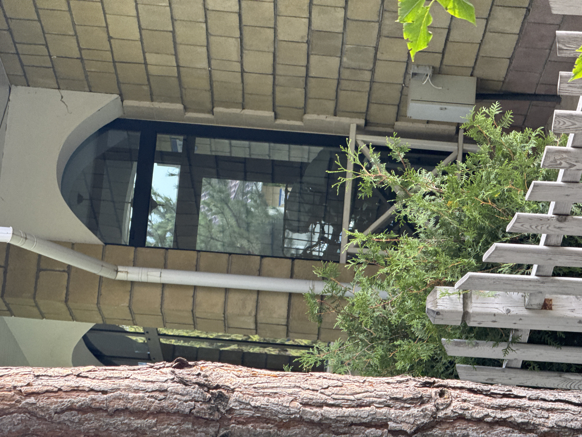 The image shows a section of a building's exterior in Sary-Oy, Kyrgyzstan. A large tree trunk is prominent on the left side of the frame. To the right of the tree, part of a building with beige, horizontally laid brickwork is visible. There is a large arched window with dark framing, reflecting greenery and possibly a sky. A white downspout runs vertically along the building. In front of the building, a small, light-colored wooden fence with vertical slats and a pointed post is present. Lush green evergreen bushes are planted behind the fence and in front of the building's facade. To the right of the bushes, a light gray electrical box is mounted on the wall.