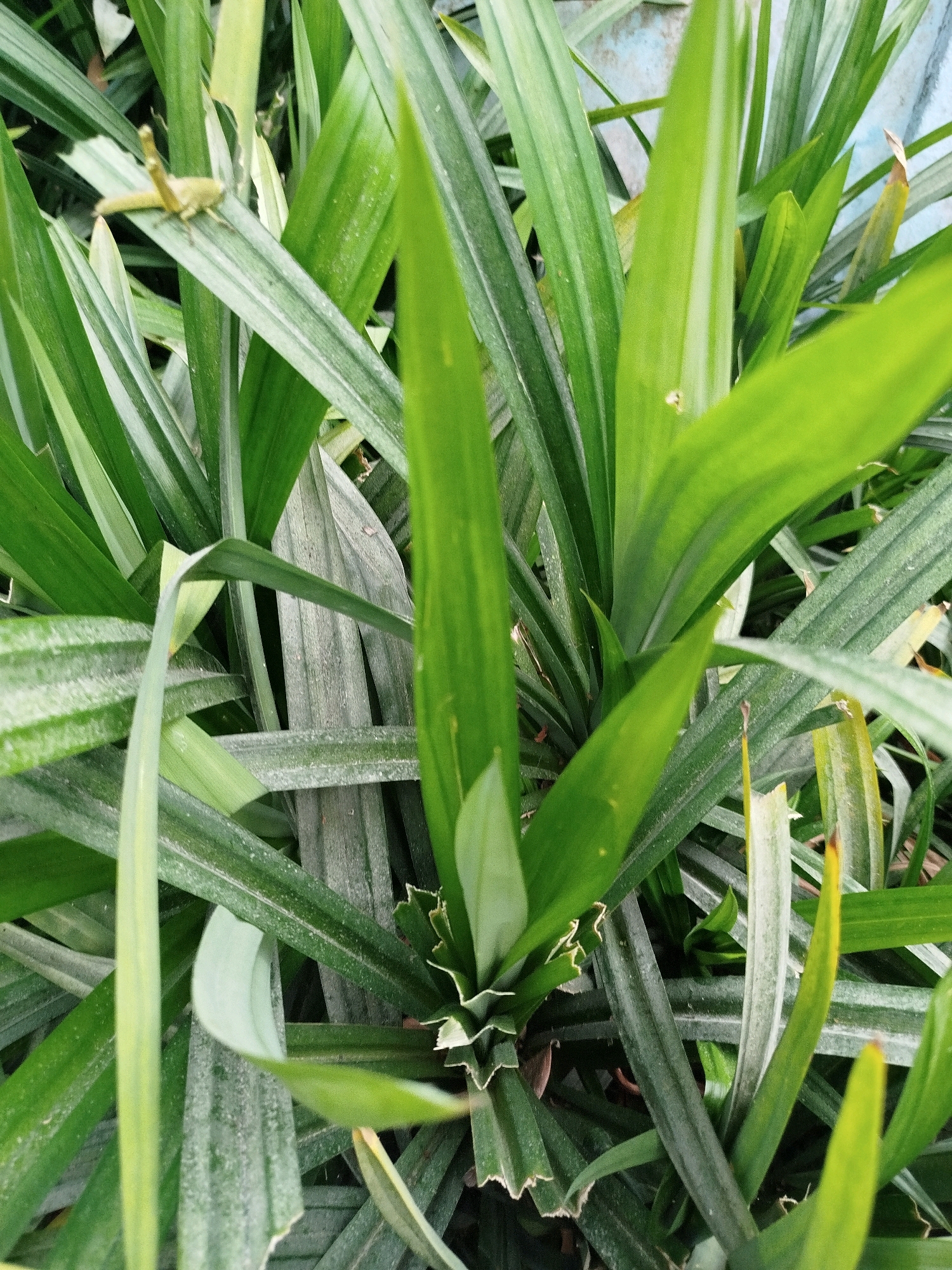 In Kebagoran, Indonesia, a close-up, high-angle shot focuses on a dense cluster of pandan leaves. A single, light-brown grasshopper is perched on a broad, green pandan leaf in the upper left quadrant of the image. The leaves are elongated and strap-like, with prominent veins and a slightly dusty texture on some of the older leaves. The overall color palette is dominated by various shades of green, with hints of light brown and a muted blue background visible at the top right. The scene appears to be an outdoor environment, possibly a garden or a patch of overgrown vegetation.
