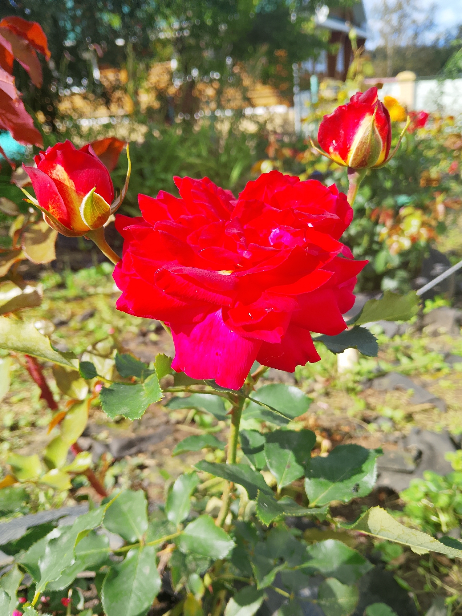 In Verkhopol'e, Russia, a vibrant red rose in full bloom dominates the foreground of this outdoor image. The rose, with its deeply folded petals, is the primary subject, capturing attention with its rich color. Flanking the main bloom are two rose buds, one on the left and another on the right, both showing hints of red and yellow as they prepare to open. The roses are situated in a garden setting, surrounded by lush green foliage and other plants. The background is softly blurred, suggesting a sunny day with dappled sunlight illuminating the scene. Out of focus elements in the distance include what appear to be buildings and a fence, providing context for a residential or garden environment. The overall impression is one of natural beauty captured in bright daylight.