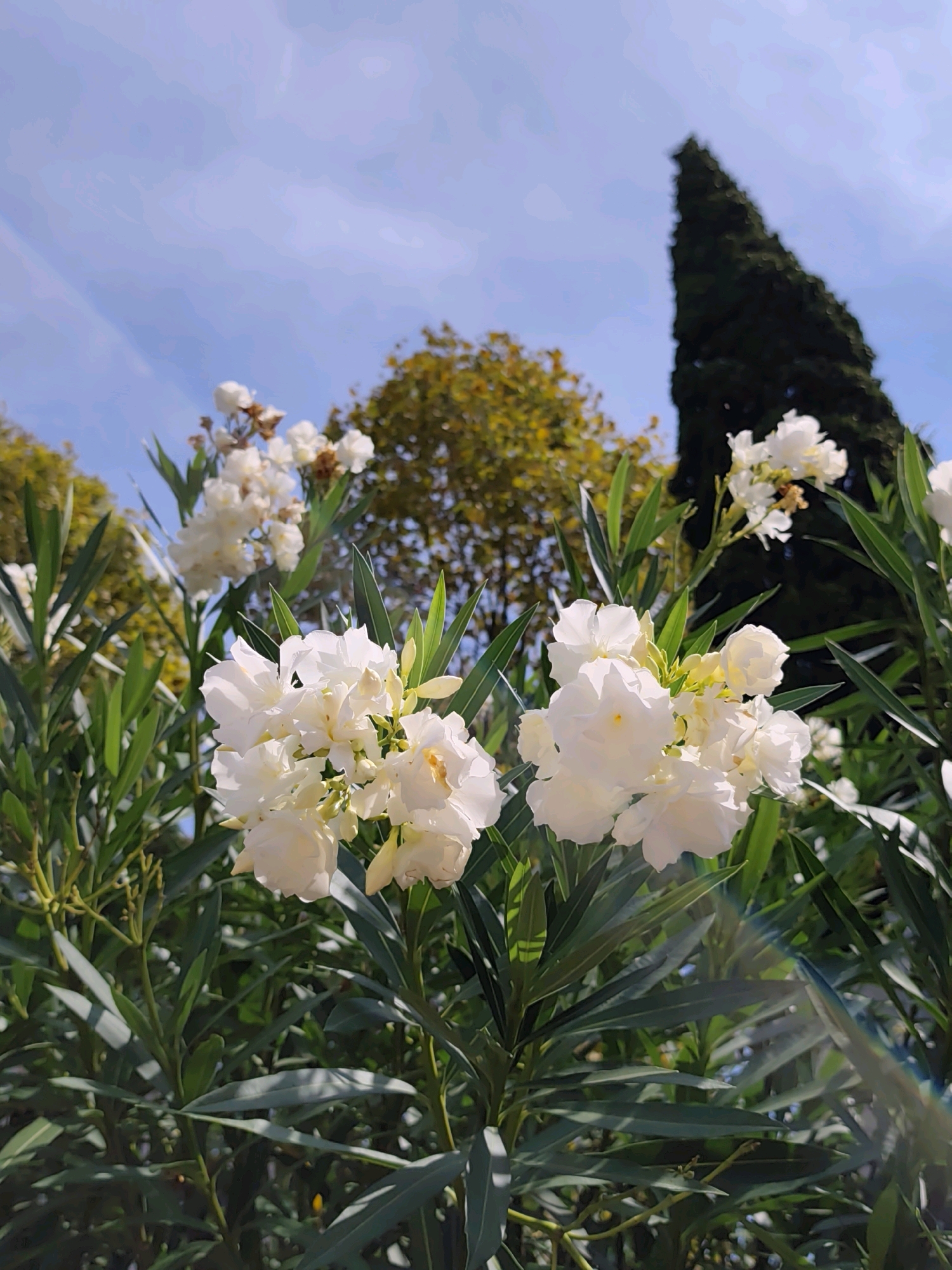 In the city of Sochi, Russia, white oleander flowers bloom in the foreground against a backdrop of lush green foliage and a bright blue sky. In the distance, a tall, dark green cypress tree stands prominently, its conical shape contrasting with the softer forms of the flowering plants and the scattered deciduous trees with their yellowing leaves. The sunlight casts subtle shadows and highlights on the petals and leaves, suggesting a clear, sunny day. There are no people or animals visible in the image, and the scene appears to be a natural landscape within the city.