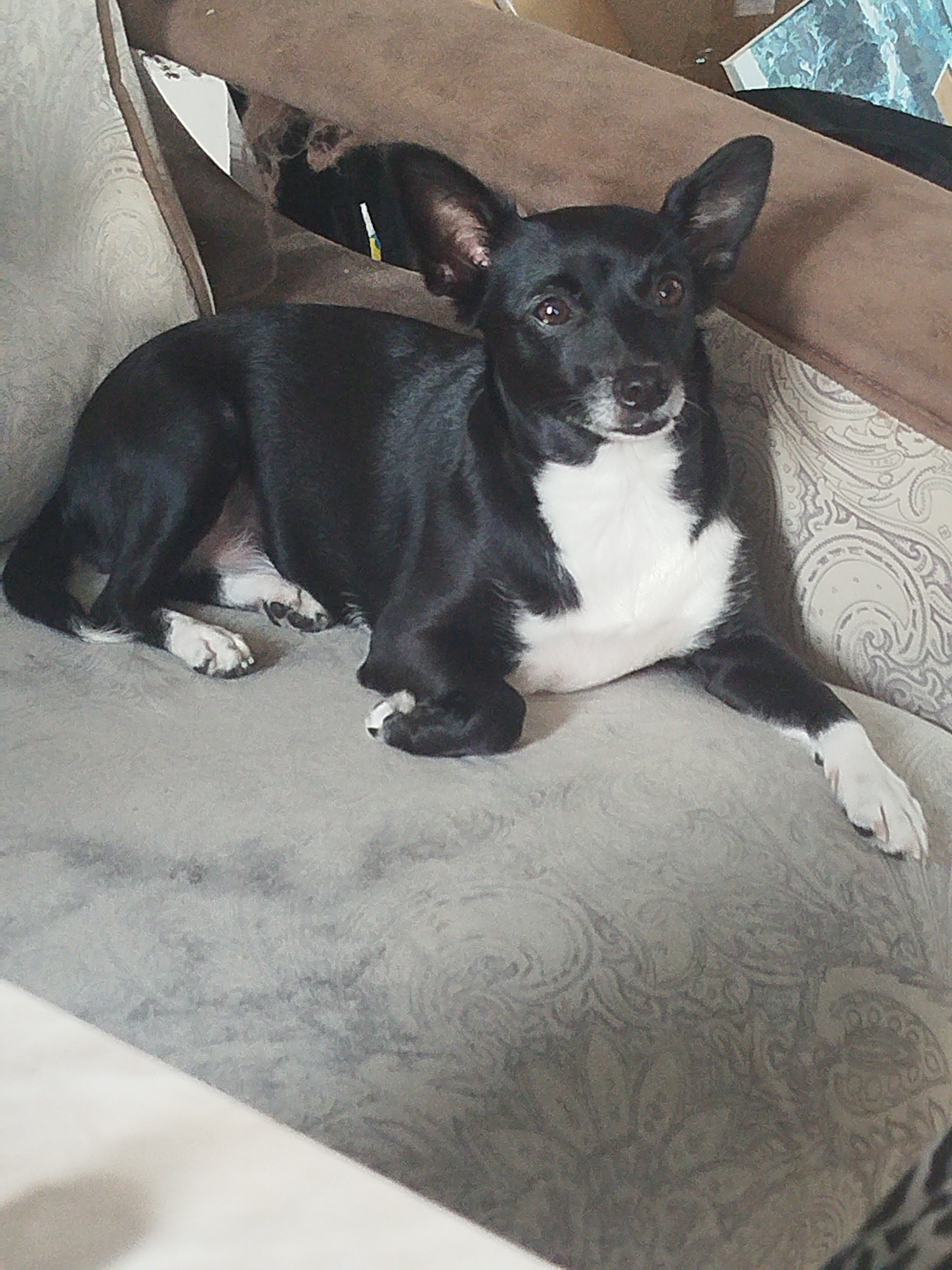 A black and white dog with large ears is lying on a sofa. The dog is facing the camera and appears to be relaxed. The sofa is upholstered in a grey fabric with a subtle pattern. The background is blurred, but it appears to be an indoor setting. There are no people visible in the image. The image was taken in Zavodoukovsk, Russia.