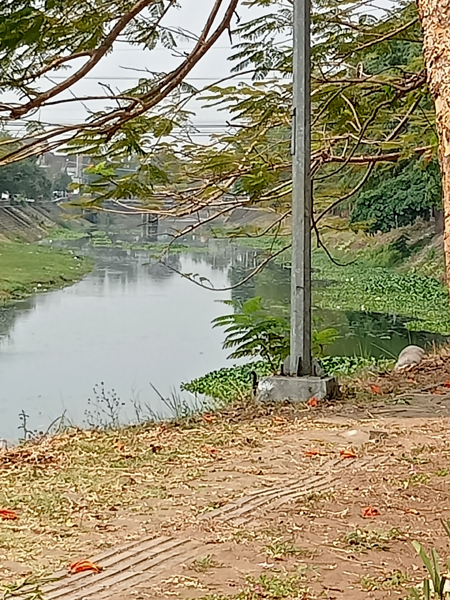 The image shows a scenic view of the Tulungagung River in Tulungagung, Indonesia. The river, with its calm, reflective water, flows through a lush green environment. The banks of the river are covered with vegetation, including trees and water plants. In the foreground, a dirt path with fallen leaves and small plants suggests a natural setting. A tall metal pole, likely a street light or utility pole, stands prominently near the riverbank, with its concrete base visible. The overall impression is one of tranquility and natural beauty within an urban landscape.