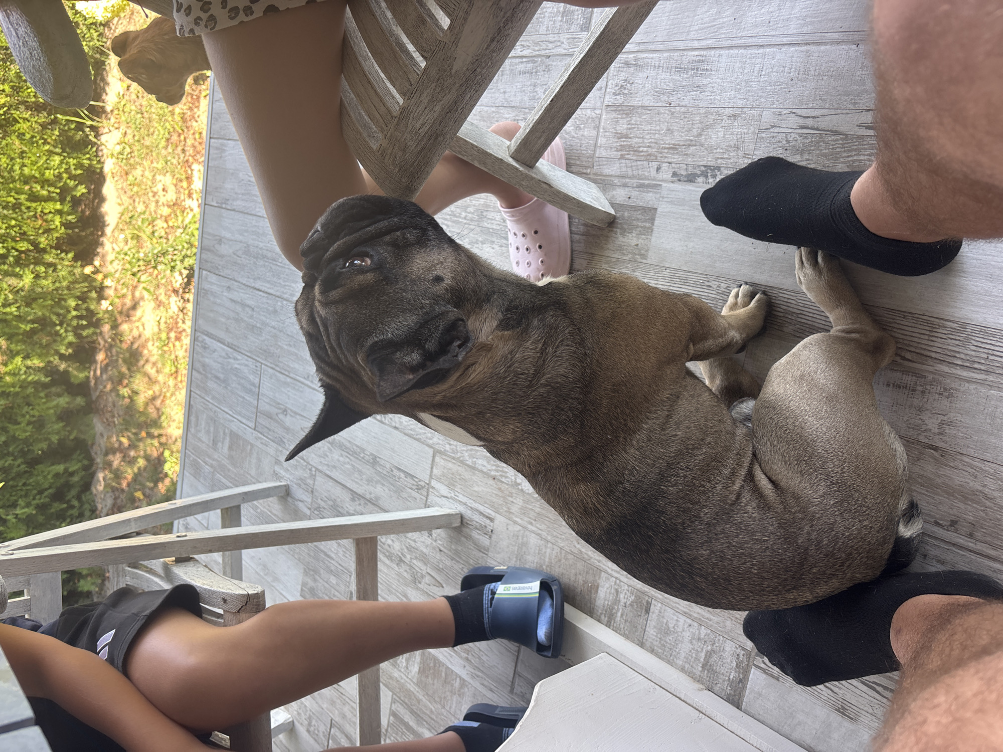 This is an outdoor, eye-level shot of a fawn-colored French Bulldog sitting on a wooden deck, looking upwards and to the right. The dog is positioned in the foreground, its body angled to the left and its head turned. The dog's left foreleg is resting on a person's black socked foot. A second black socked foot is visible to the left of the dog. In the background, two individuals are seated on white wooden chairs. One individual on the left is wearing black shorts and black slides with blue accents. The other individual on the right is wearing a skirt with a leopard print pattern and pink slides. Green foliage is visible behind the seated individuals. The scene appears to be on a deck in a residential area, potentially in Marten, Bulgaria, given the context.