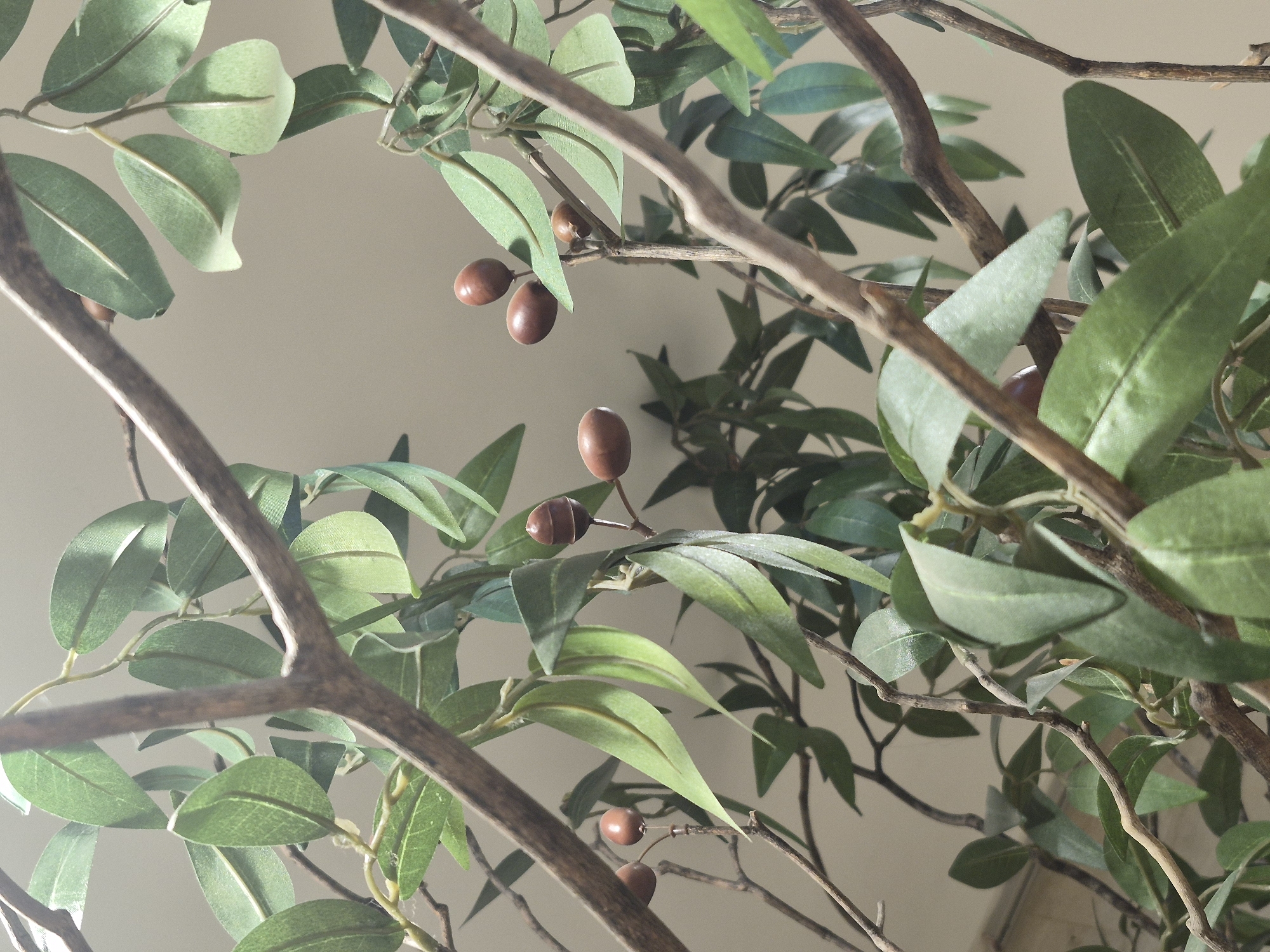 The image shows a close-up view of branches and leaves of an olive tree, with several olives visible. The branches are brown and textured, and the leaves are green and elongated. The olives are small, oval-shaped, and reddish-brown in color. The background is a blurred light brown color, suggesting an indoor setting or an overcast day. The image does not provide any information about the city of Seoul, South Korea, or any people or specific actions taking place.