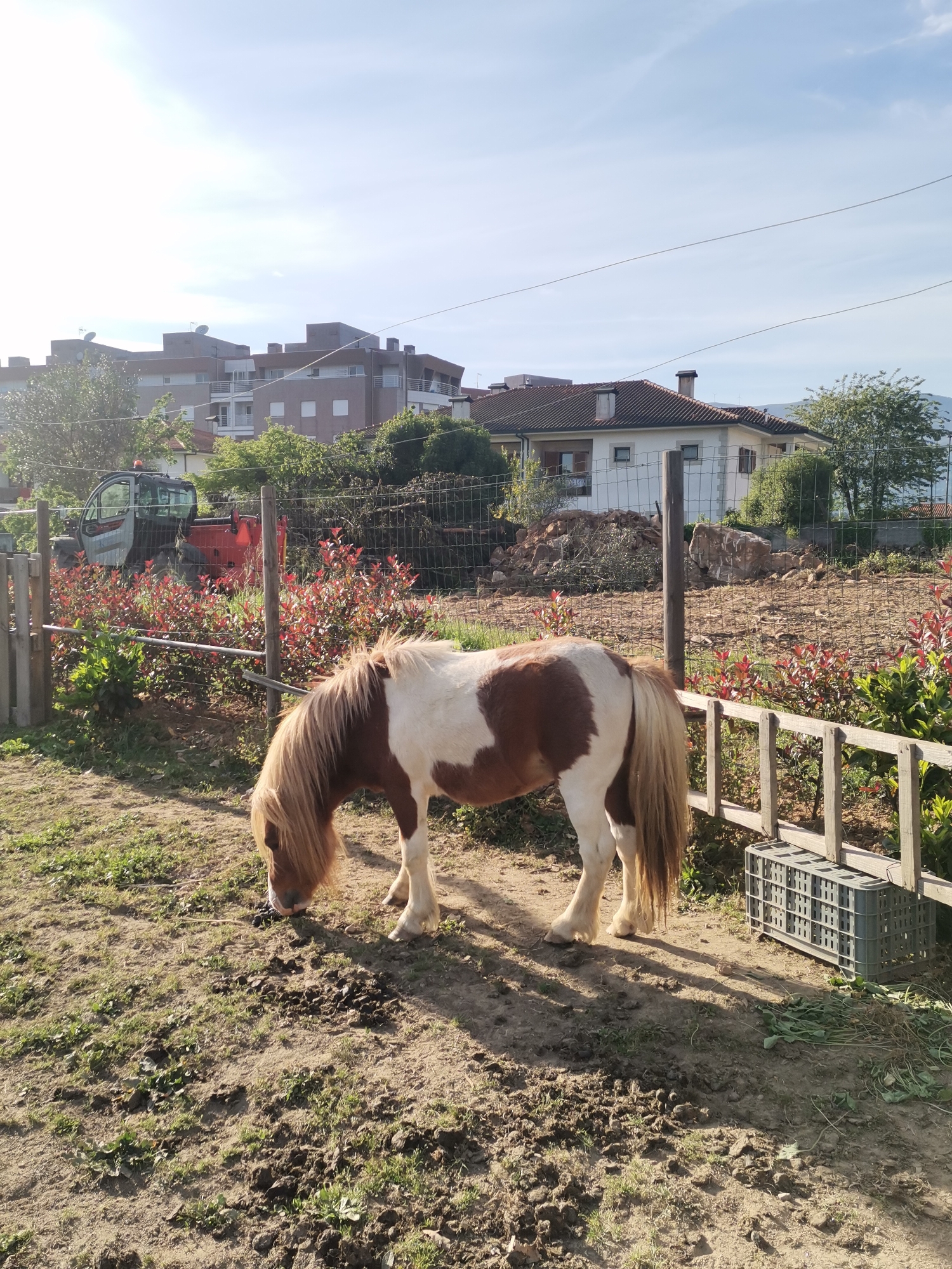 A brown and white pony is grazing in a field. In the background, there is a fence, trees, and several buildings. A red and gray tractor is partially visible behind the fence on the left side of the frame. A gray plastic crate is located next to a section of the fence to the right of the pony. The location appears to be rural, with elements of urbanization visible in the distance. The sky is partly cloudy.