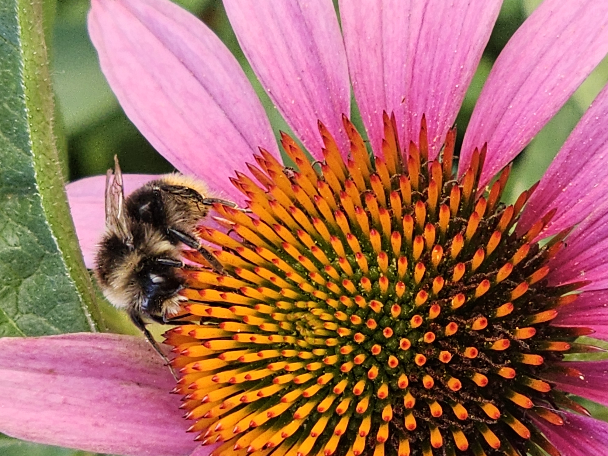 A close-up, macro photograph captures a fuzzy bumblebee resting on the center of a vibrant pink coneflower. The bee, with its black and yellow stripes, is positioned in the upper portion of the image, facing left. Its legs are partially visible, and its antennae are extended. The flower's central disc is a striking gradient of orange and yellow, with numerous small, pointed florets. The outer petals of the coneflower are a soft pink and extend outwards. The background consists of blurred green foliage, suggesting an outdoor garden setting. The image provides no information about its location in Moscow, Russia.