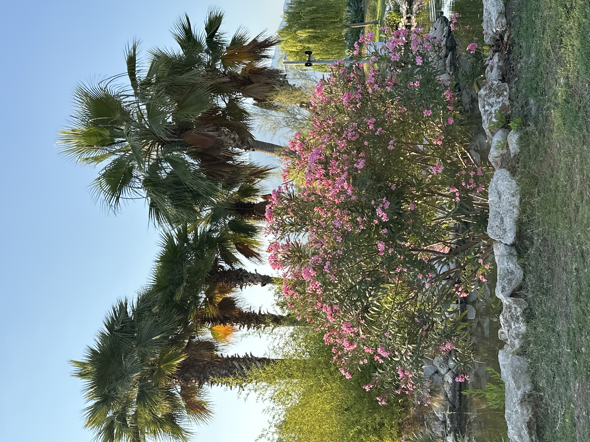 The image depicts a serene outdoor scene with lush greenery and a clear blue sky. In the foreground, a vibrant bush with numerous pink flowers is prominent, surrounded by large, light-colored rocks and green grass. Behind the flowering bush, a calm body of water, likely a pond or a shallow section of a lake, is visible, reflecting the surrounding foliage. Several palm trees with their characteristic fronds dominate the background, suggesting a warm, possibly tropical or subtropical, climate. To the left of the palm trees, a dense clump of bamboo or similar slender green plants adds another layer of texture to the vegetation. Further in the background, hints of other trees, including a weeping willow on the right, and a distant, hazy mountain range under the clear sky, complete the landscape. The overall impression is one of tranquility and natural beauty, possibly within a garden or park setting. While the image itself does not explicitly show the city of Fethiye, Turkey, the presence of palm trees and the overall climate implied by the vegetation are consistent with the environment found in Fethiye, a coastal town known for its Mediterranean climate and natural landscapes.