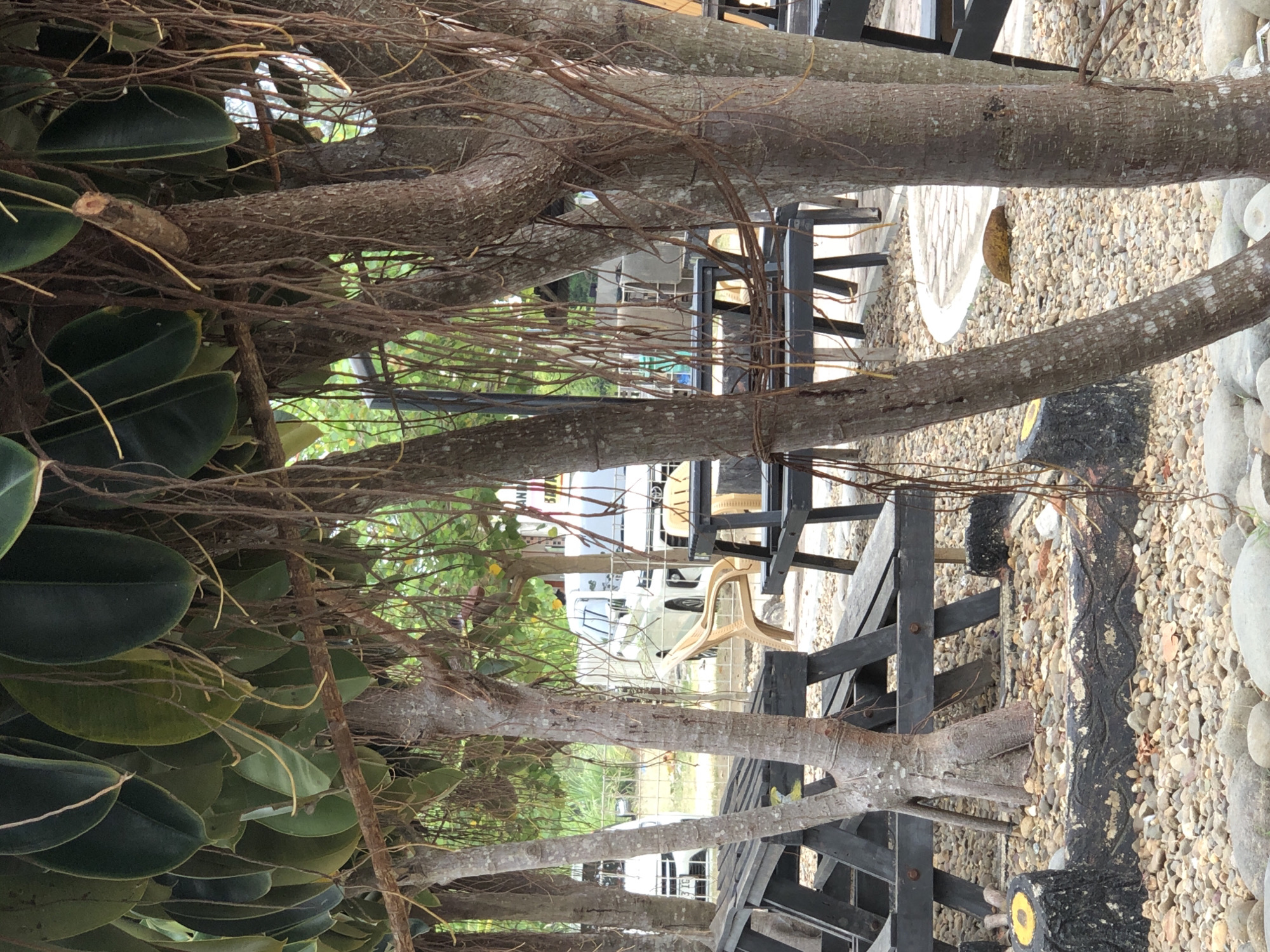 The image shows an outdoor seating area beneath a canopy of large, dark green leaves and hanging aerial roots, typical of a banyan tree. Several tree trunks, some with a rough, textured bark, are prominent in the foreground. Wooden picnic tables and benches, painted black, are arranged on a ground covered with small, multi-colored pebbles and larger stones. In the background, a white van and another vehicle are visible behind a wire fence. The scene appears to be in a tropical or subtropical climate, suggesting a location in or near Keudekruenggeukueh, Indonesia, possibly a restaurant or a rest stop given the outdoor seating and parked vehicles.