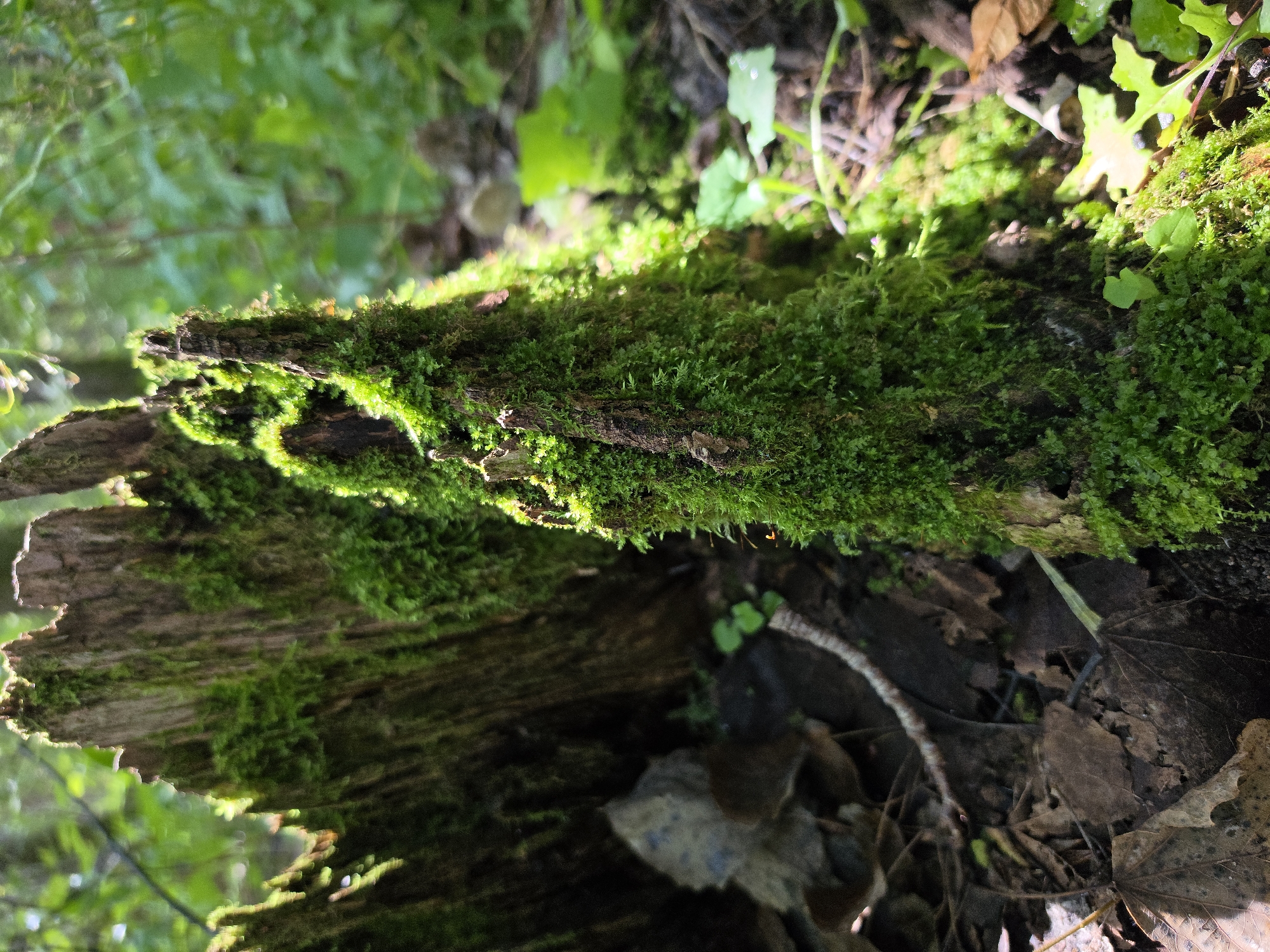 A close-up, low-angle, outdoor shot captures a moss-covered tree stump in a forest setting, possibly in Dobryanitsy, Russia. The stump, weathered and textured, is densely enveloped in vibrant green moss, with sunlight illuminating its surface in patches, creating a dappled effect. Fallen leaves and other forest debris lie scattered around the base of the stump, contributing to the natural, earthy environment. The background is a soft blur of green foliage, indicating the presence of trees and other vegetation, further emphasizing the wild, untamed nature of the scene. No people or animals are visible in the frame.