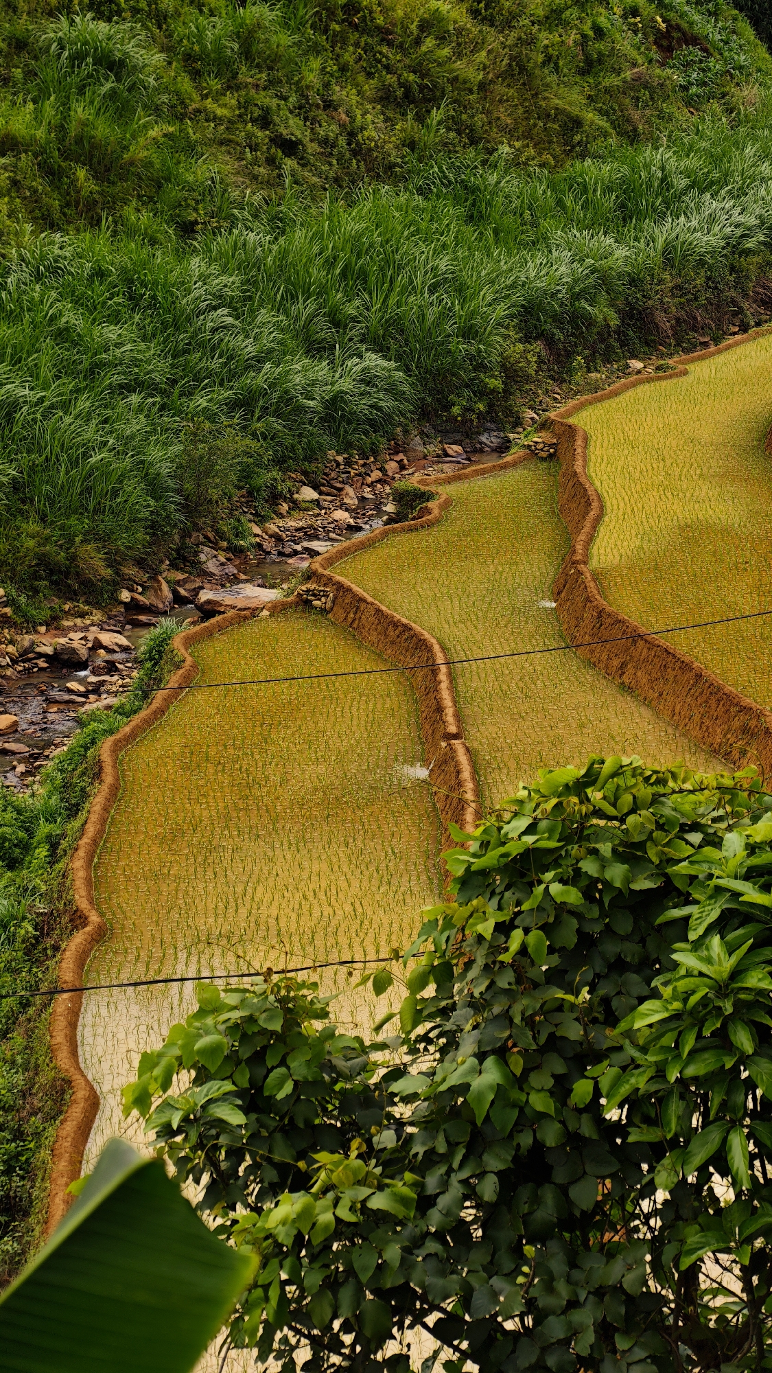 The image depicts a high-angle view of terraced rice paddies in Dế Xu Phình, Vietnam. The scene features a steep hillside on the left, densely covered with varied green vegetation, including tall grasses and shrubs. A rocky stream with visible water flows downward along the base of the hillside, bordering the left edge of the terraced fields. Multiple levels of rice paddies, filled with shallow water and young, light golden-green rice plants, occupy the center and right midground. These terraces are separated by distinct reddish-brown earthen banks, with small cascades of water visible between some levels. Two thin, dark horizontal lines, possibly wires or irrigation lines, traverse above the rice paddies in the midground. The foreground on the right is partially obscured by lush green foliage, including a prominent, out-of-focus broad green leaf in the lower left corner. No individuals are visible in the scene. The lighting suggests an overcast day or soft, diffused light, highlighting the vibrant greens and yellows of the landscape.