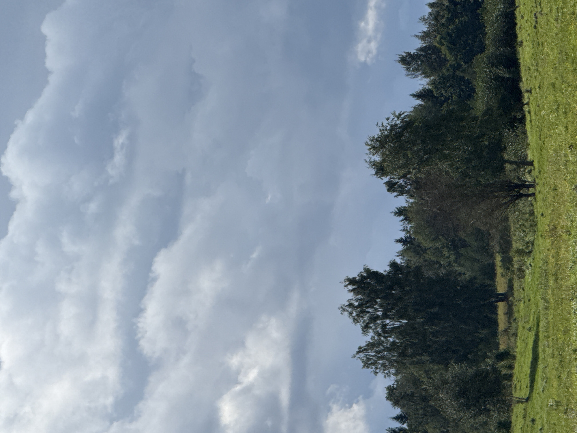 The image depicts a natural landscape with a focus on a tree line against a dramatic, cloudy sky. The foreground consists of a grassy field with some patches of lighter vegetation, suggesting a meadow or pasture. In the midground, a dense line of trees forms a natural boundary. Prominent among these trees are several deciduous trees with lighter bark and dark foliage, possibly birch, and various evergreen trees contributing to the overall dense appearance of the forest. The sky is filled with large, heavy clouds that are a mix of grey and white, indicating overcast or partly cloudy conditions, with some areas of brighter sky peeking through. The scene is devoid of any human presence or man-made structures, presenting a purely natural environment. The location is identified as being in the city of Lauryniškės, Lithuania.