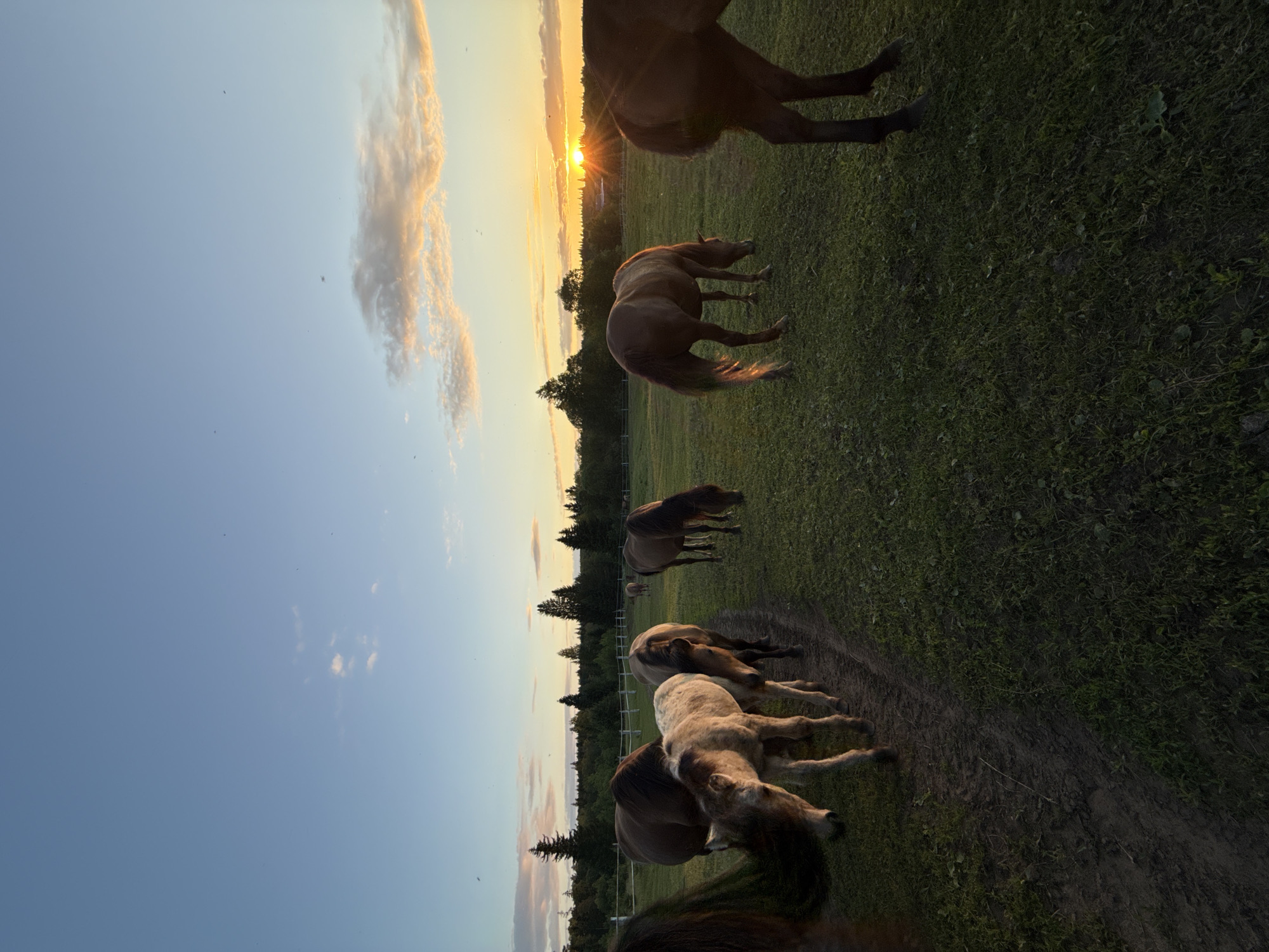 In the city of Opary, Russia, at dusk, a herd of horses grazes in a grassy field. The sky is a clear blue with scattered clouds, and the setting sun casts a warm glow over the scene, illuminating the horses' coats. Several horses are visible, including a foal, all appearing healthy and content. The field is bordered by a dense forest in the background, with a white fence running along its edge. The ground is a mix of grass and dirt, with a visible dirt path. The overall atmosphere is serene and peaceful, capturing a moment of tranquility in the Russian countryside.