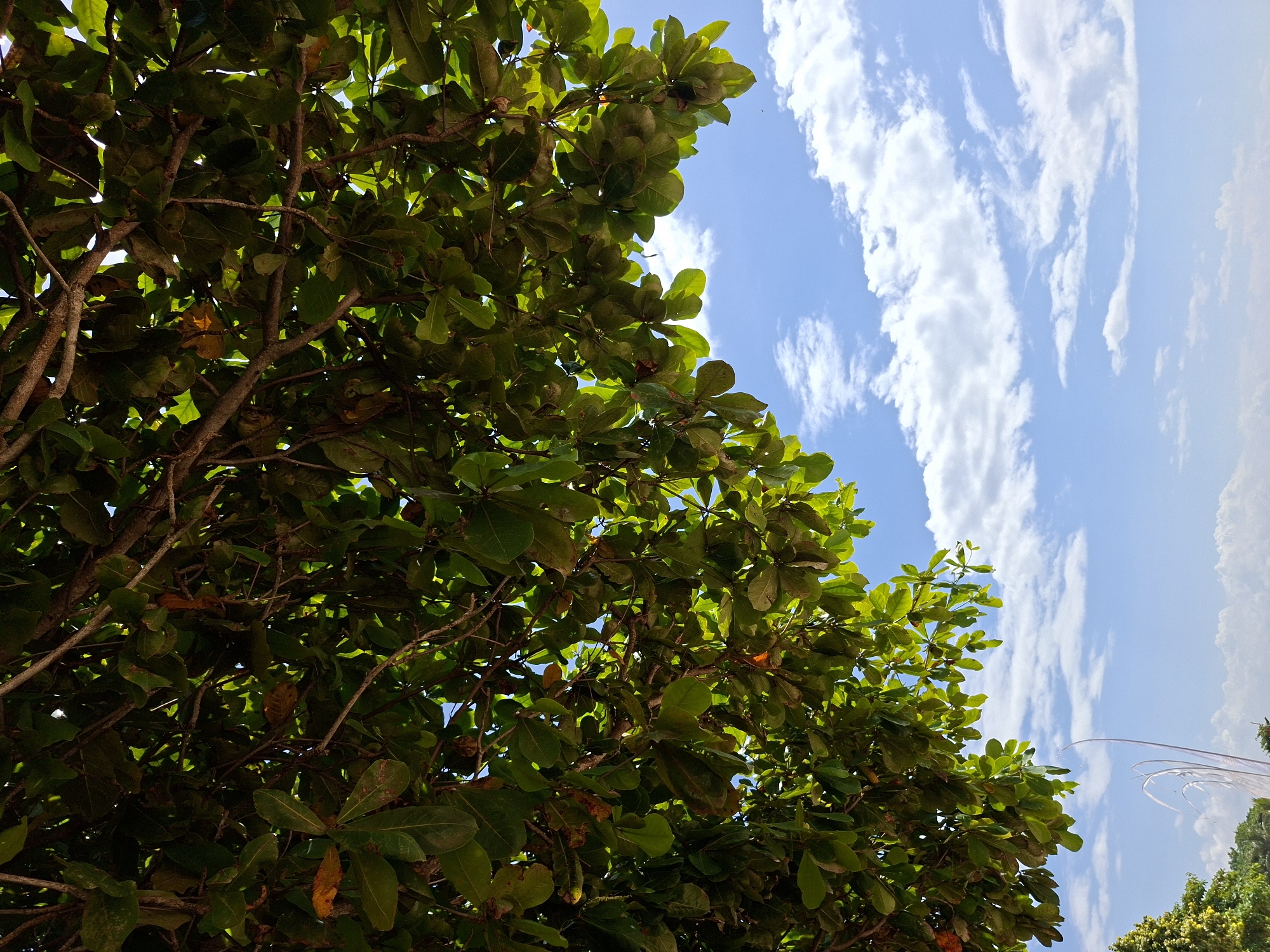 The image presents a vibrant natural scene, captured from a low-angle perspective, looking upwards through the dense canopy of a tree towards a bright sky. The lower and left portions of the frame are dominated by the lush green foliage and brown branches of a large tree. The leaves are broad and ovate, displaying a spectrum of greens, from dark, shaded tones to lighter, sunlit hues, with occasional hints of yellow or reddish-brown on some leaves, indicating their varying age or exposure to light. Sunlight filters through the leaves, creating a dappled effect with contrasting areas of light and shadow.
The upper and right sections of the image reveal a clear, brilliant blue sky, dotted with scattered white clouds. These clouds are largely wispy and elongated, streaking across the expanse of the sky. The bright illumination suggests a sunny daytime, likely mid-morning or afternoon. In the far right, against the backdrop of the blue sky and some distant, indistinct foliage, faint, thin, white curved lines are visible, resembling streamers or kite tails. The overall setting is an outdoor, natural environment, consistent with the provided location context of Kuta Selatan, Indonesia, implying a tropical climate. No people or visible text are present in the image. The scene conveys a serene and tranquil atmosphere.