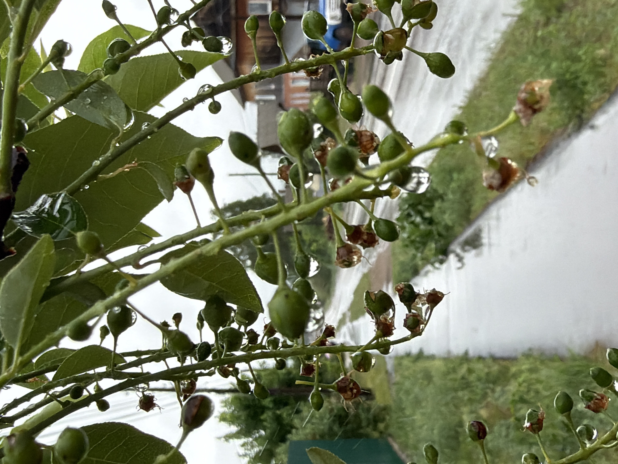 The image shows a close-up view of a branch of a plant with leaves and small, round fruits, covered in raindrops. The background is blurred, but appears to be a street scene in the city of Chaikovsky, Russia. A road and buildings can be vaguely discerned in the backdrop, suggesting an urban environment. It is raining, as evidenced by the water droplets on the vegetation and the wet-looking pavement.