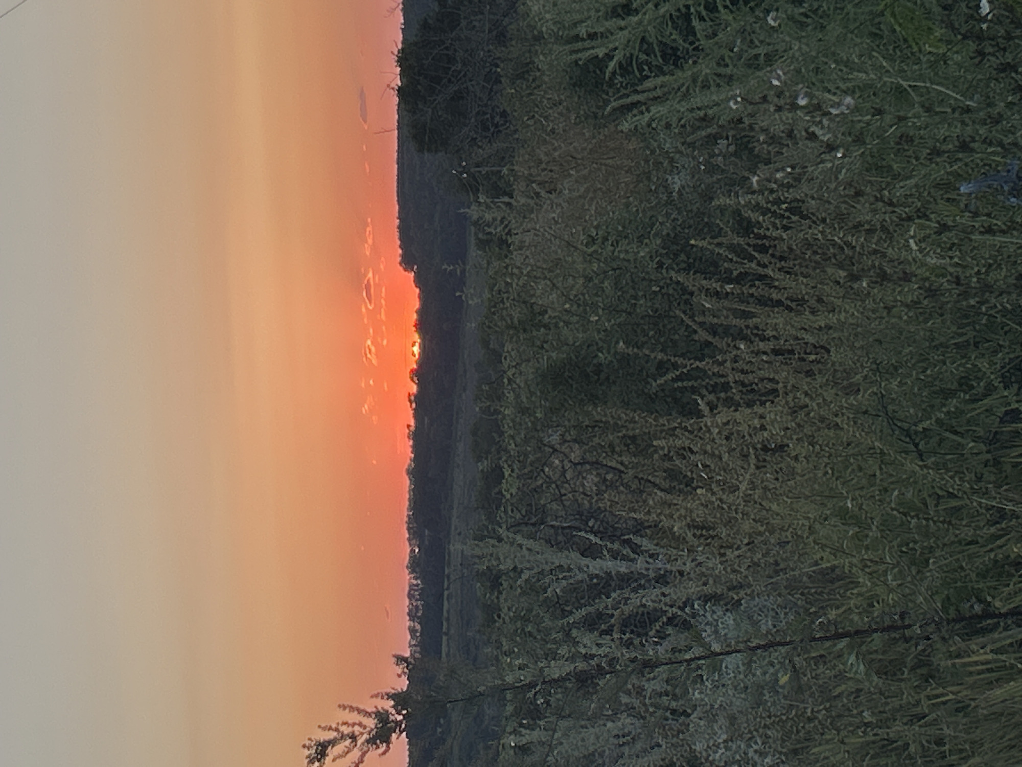 A sunset casts an orange glow over a rural landscape in Machukhy, Ukraine. The foreground is dominated by dense, dark green vegetation, with tall grasses and leafy plants. In the middle ground, a rolling, tree-covered hill forms a dark silhouette against the brightly colored sky. The sun, a vivid orange orb, is just beginning to dip below the horizon, partially obscured by the trees and a few wispy clouds. The sky transitions from a pale yellow at the horizon to a soft gray towards the top of the frame. There are no people or animals visible in the image.