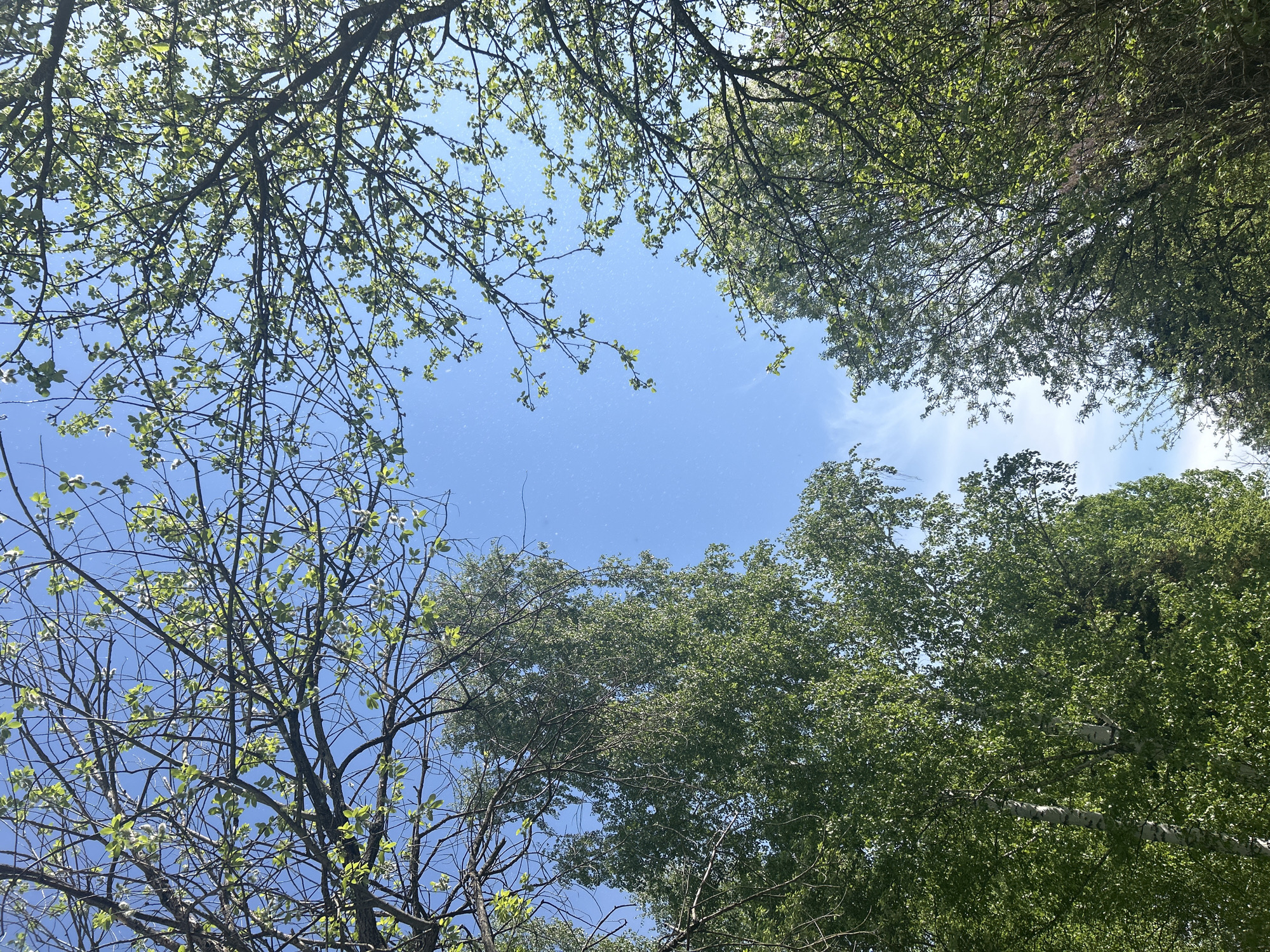The image depicts a view looking upwards through the branches of trees towards a blue sky. The branches are mostly bare with the exception of a few emerging green leaves. The trees are densely packed. The sky is a light blue color. The location is Noviy, Russia.