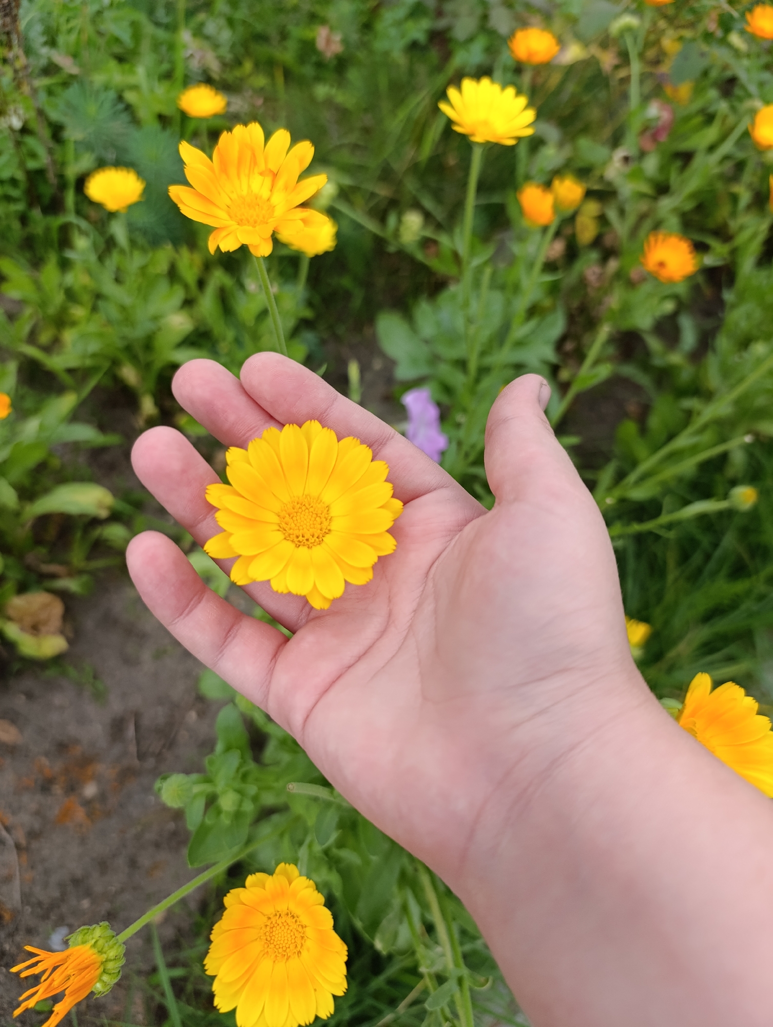 In Ivatsevichy, Belarus, a human hand is shown holding a bright yellow calendula flower. The flower is in full bloom with many ray florets radiating from its central disk. The hand is light-skinned and held open, palm up. In the background, a field of calendula flowers and green foliage is visible, with some flowers appearing blurred due to the shallow depth of field. The ground beneath the flowers appears to be dirt and scattered debris.