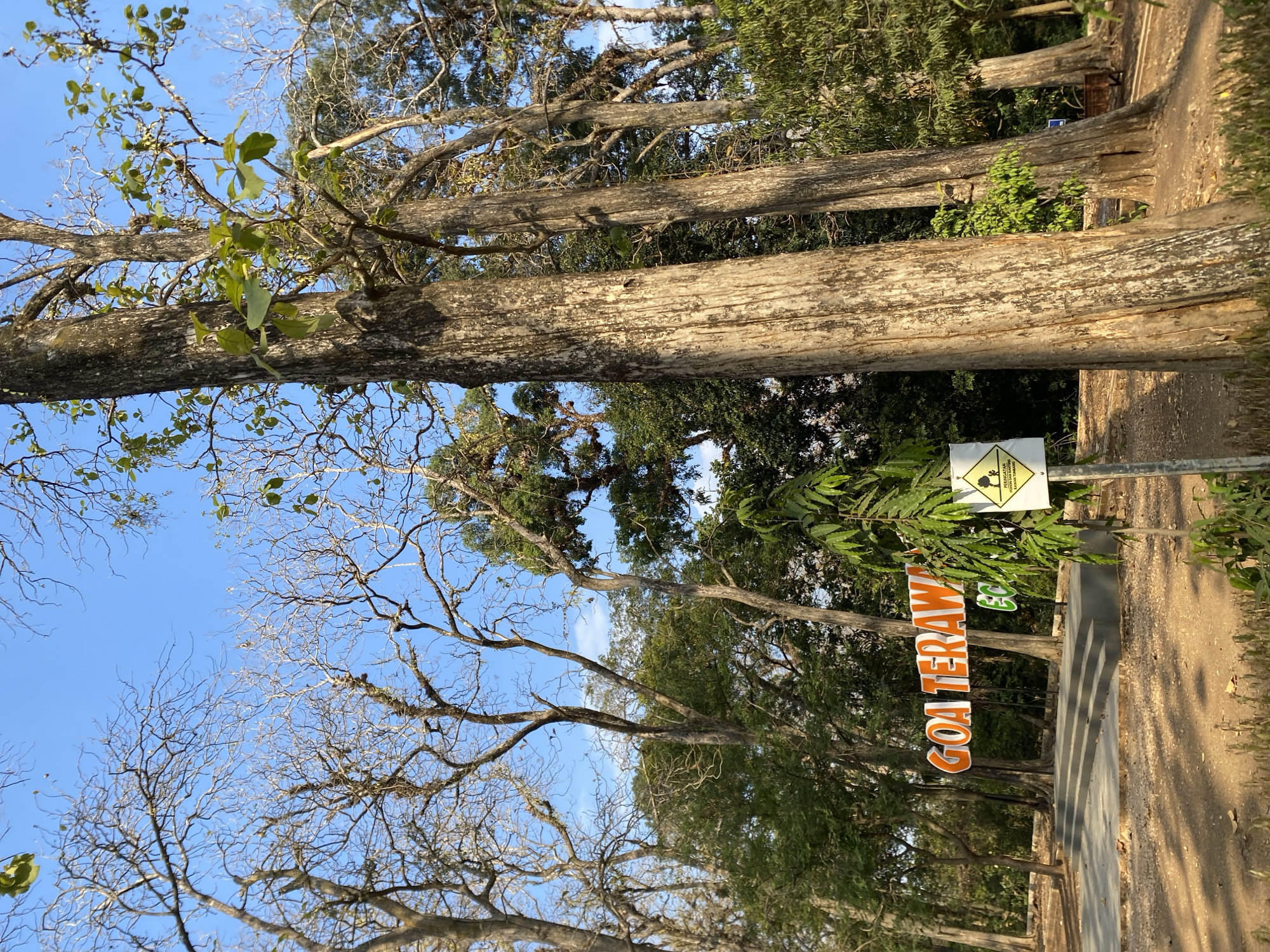 A low-angle, outdoor, eye-level shot captures a natural park setting on a bright, clear day. In the foreground, the weathered trunks of several large trees with textured bark dominate the right side of the frame, their branches extending towards the blue sky. To the left, a bright orange sign with the words "GOA TERAWAI" in large capital letters is visible, set against a backdrop of lush green foliage and more trees. In front of the sign, a tiered, concrete platform or stage is set up, with a few steps leading up to it. To the right of the sign, a yellow diamond-shaped sign with a black border and black pictogram of a person is affixed to a metal pole, with text in a foreign language. The ground is covered in dirt and scattered leaves. The scene suggests a park or tourist attraction, possibly in a tropical or subtropical region given the vegetation and clear sky.