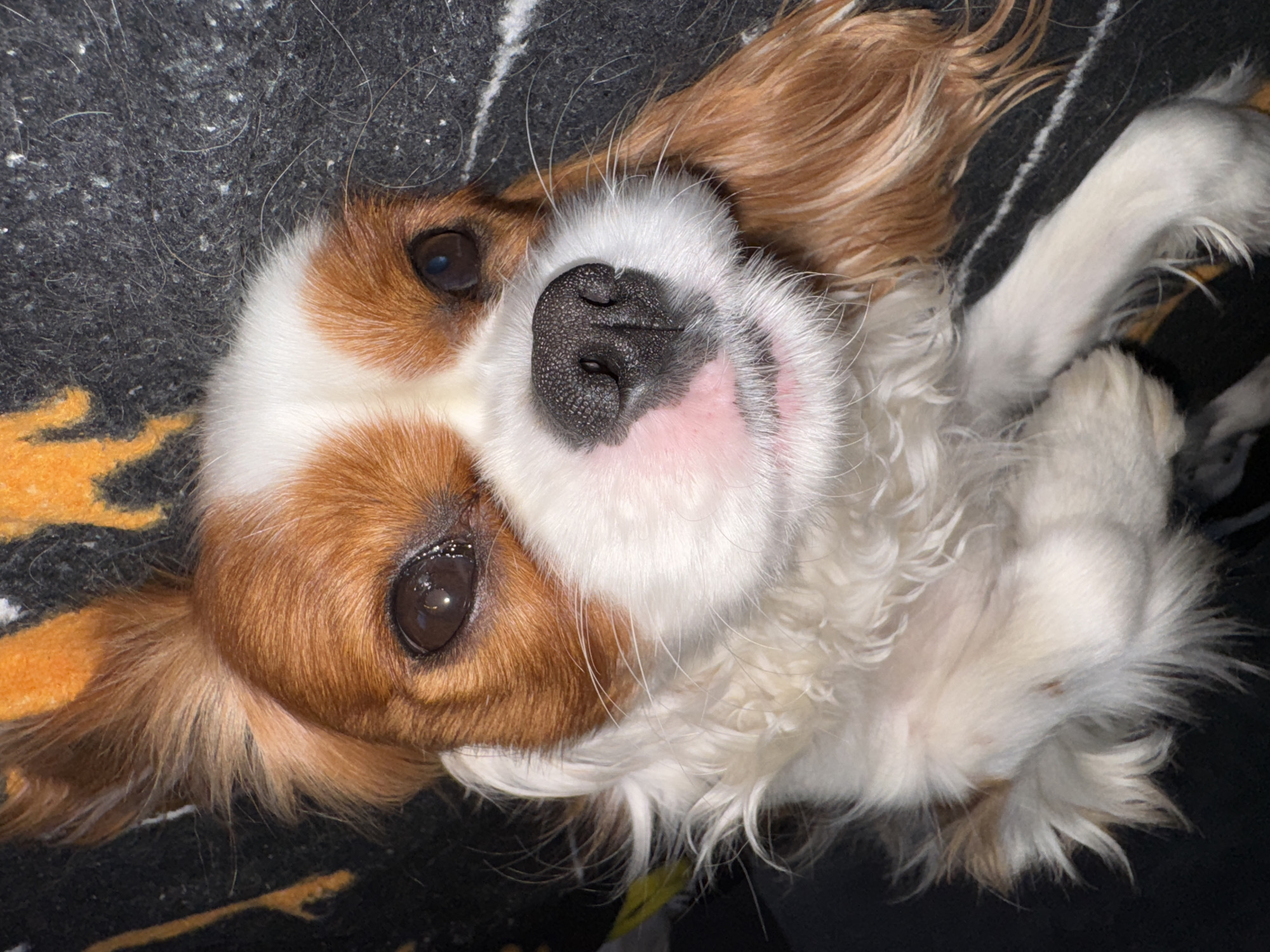This media file is a close-up, overhead shot of a Cavalier King Charles Spaniel dog lying on its back. The dog has a tri-color coat with patches of brown and white. Its eyes are large and dark, and its nose is black and textured. The dog's ears are long and floppy, and its fur is fluffy. It appears relaxed and comfortable. The dog is lying on a dark, textured surface that has some lighter stripes and a pattern that includes orange elements, possibly a blanket or rug. There are some light-colored hairs and debris visible on the dark surface. The lighting suggests an indoor setting, possibly in the evening or under artificial light, given the softness and lack of harsh shadows. The overall mood conveyed is one of warmth and domestic comfort, centered on the endearing pose of the pet.