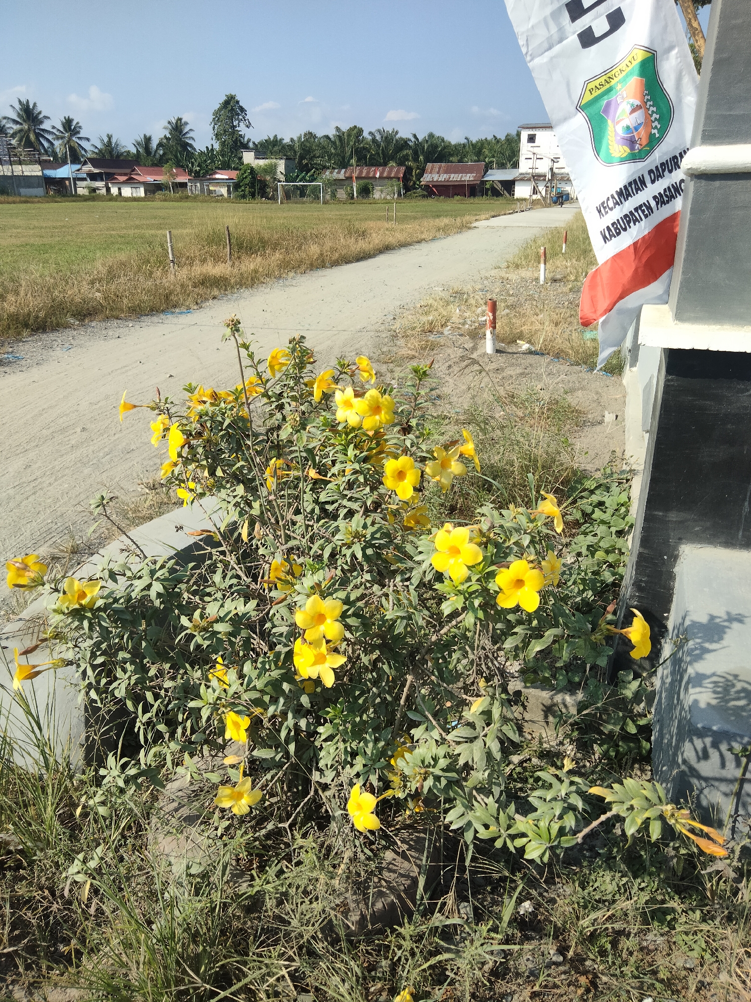 The image depicts an outdoor scene in a rural or semi-rural area of Unknown, Indonesia. In the foreground, a bush with numerous bright yellow flowers is prominently featured. The bush is situated on the edge of a dirt road, which curves into the distance. Adjacent to the road, on the right side of the frame, is a concrete structure, possibly a wall or building, with a white flag bearing a crest and Indonesian text attached to it. The flag appears to be official, likely representing a local government or administrative division, indicated by text such as "PASANGKAYU" and "KECAMATAN DAPUR" and "KABUPATEN PASANG".
Beyond the road and the flowering bush, a field stretches towards a line of buildings and vegetation. The buildings are a mix of residential structures with various roof colors, including red and blue, and some appear to be more modern constructions. Coconut trees and other tropical foliage are visible, suggesting a warm climate. In the far distance, a football goalpost is discernible on the field. The sky is clear and blue, with a few scattered white clouds. The overall impression is one of a sunny day in a developing area, likely on the outskirts of a town or village. No people are visible in the frame.