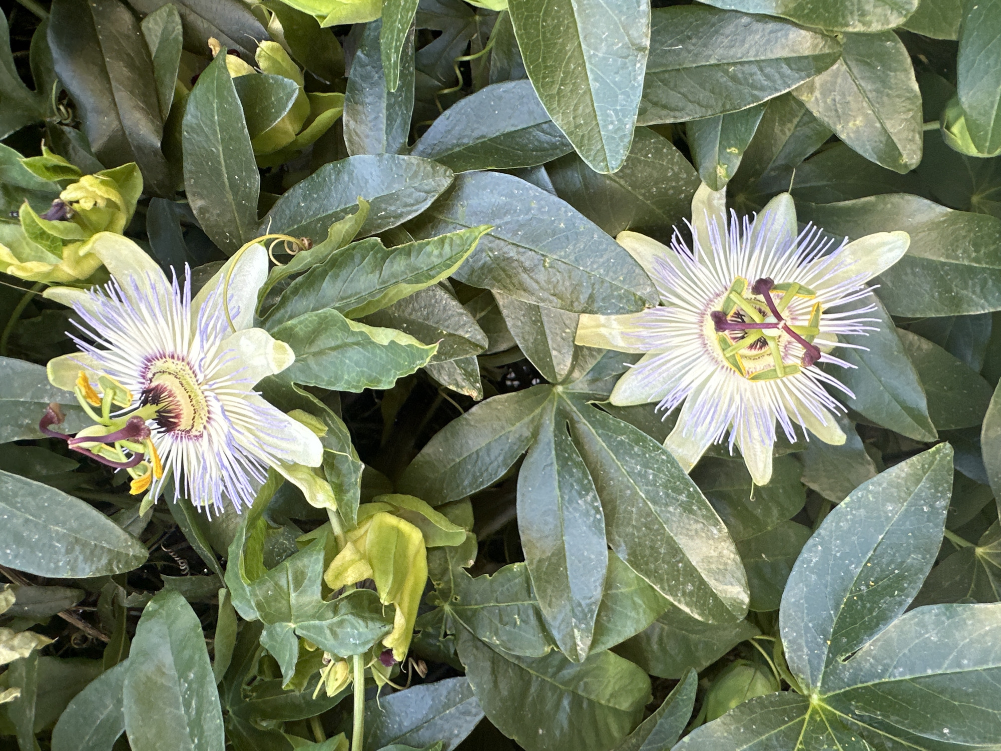 Two passionflowers (Passiflora) bloom amongst green foliage. The blossoms are composed of white and purple filaments emanating from a central structure with yellow and dark purple elements. The leaves are palmate in shape. The location is Budva, Montenegro.