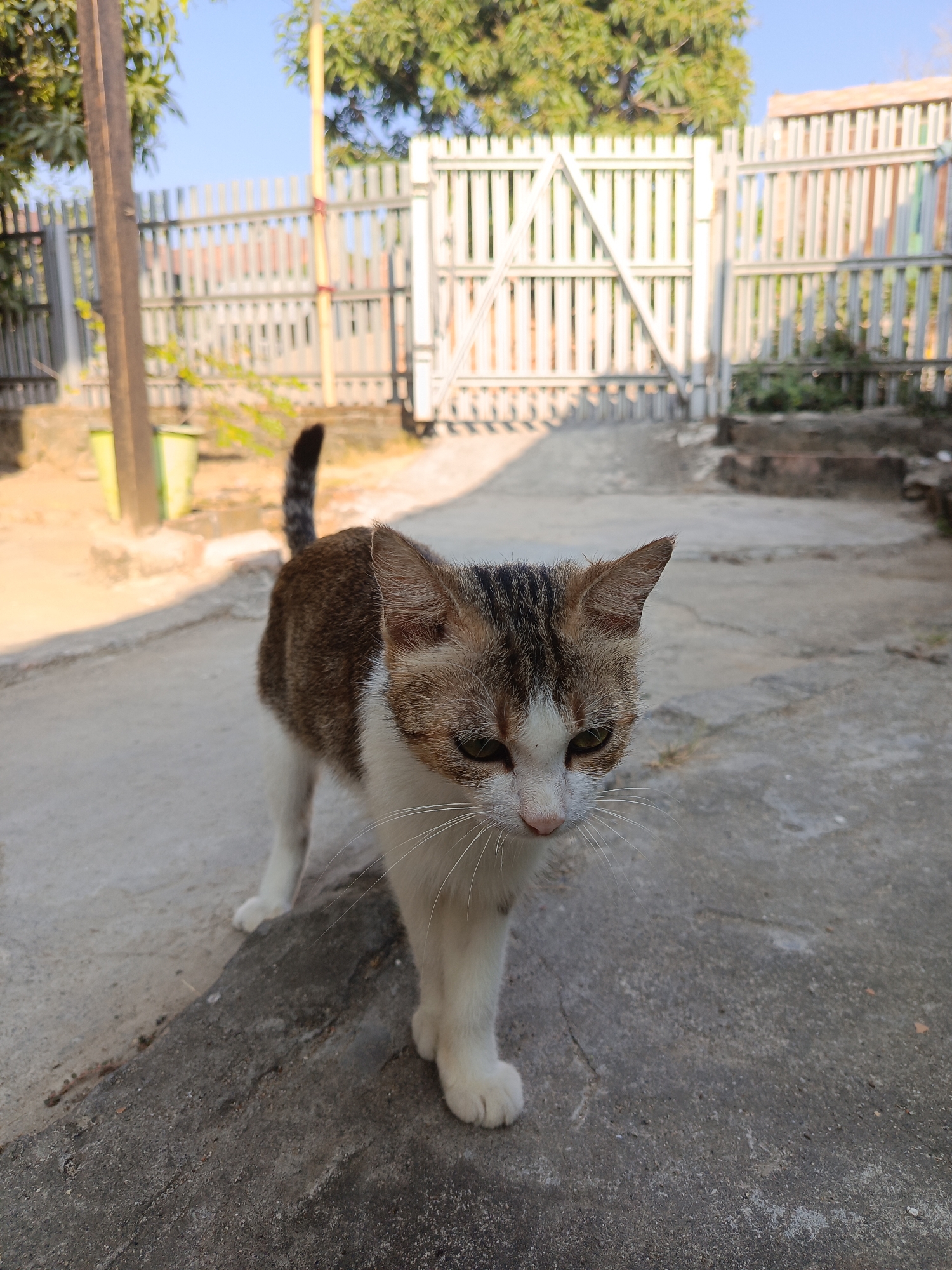 A calico cat with white, brown, and black patches walks on a cracked concrete path in a residential outdoor area. The cat is facing the camera, with its head tilted slightly downward. Its tail is raised and curled. Behind the cat, a white metal gate with vertical slats is visible, along with a fence and trees. The scene appears to be in a village or town, possibly Arateng, Indonesia, given the architectural style of the gate and fencing. The lighting suggests it is daytime, with the sun casting shadows on the ground.