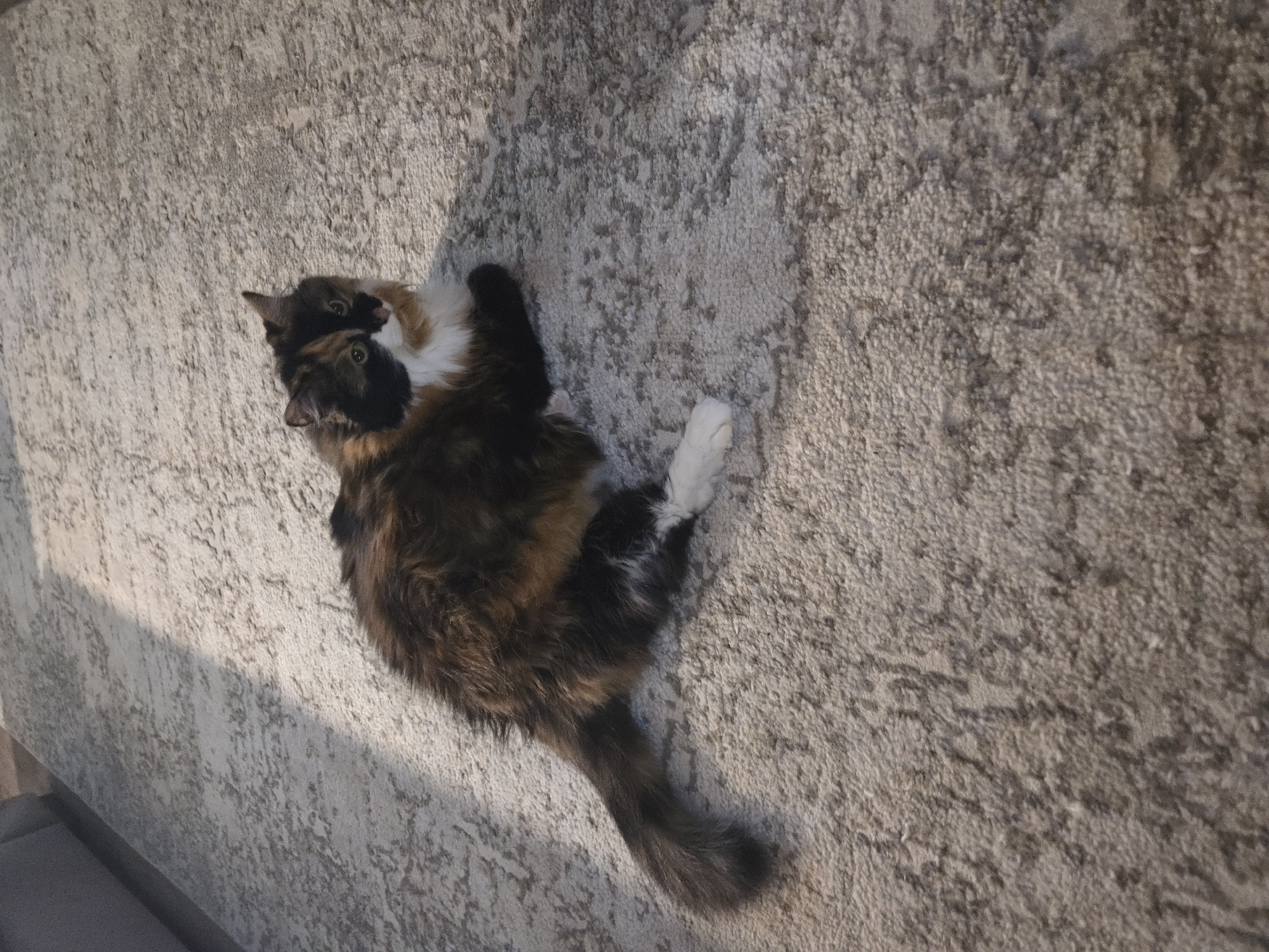 A calico cat with white paws is lying on a textured carpet. The cat has patches of black, orange, and white fur on its body, and its face is a mix of black, orange, and white markings with green eyes. The carpet has a light beige color with darker gray patterns. A shadow from a window or light source is cast across the left side of the image. The scene appears to be indoors, possibly in a residential setting. The image does not contain any information about the city of Vladimir, Russia.