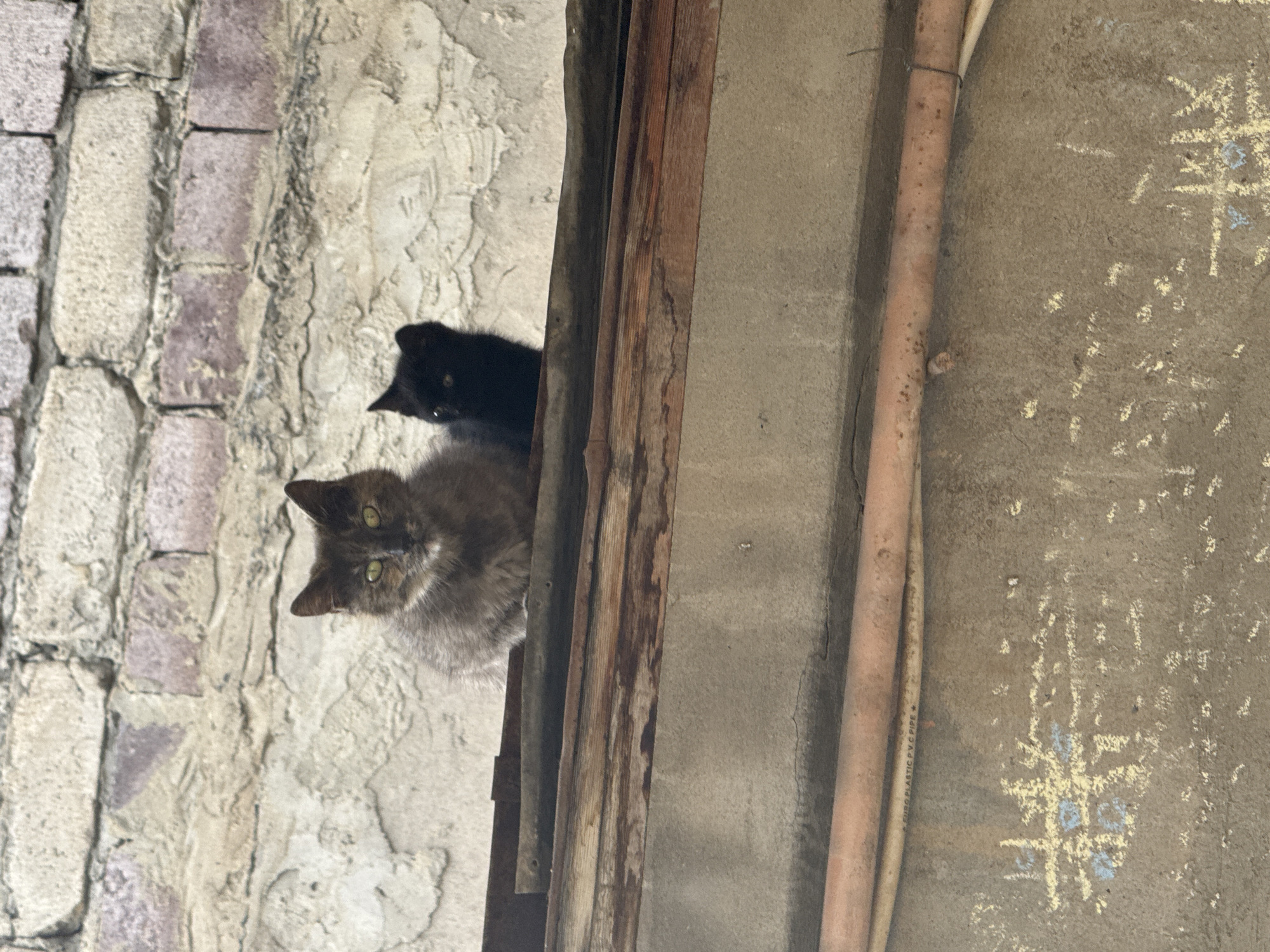Two cats are peering from a narrow opening between a brick wall and a rough concrete wall with exposed pipes and chalk markings. The cat in the foreground is gray with green eyes. Behind it is a black cat, partially obscured. The scene appears to be in an alley or narrow space, given the proximity of the walls. The location is Tbilisi, Georgia.