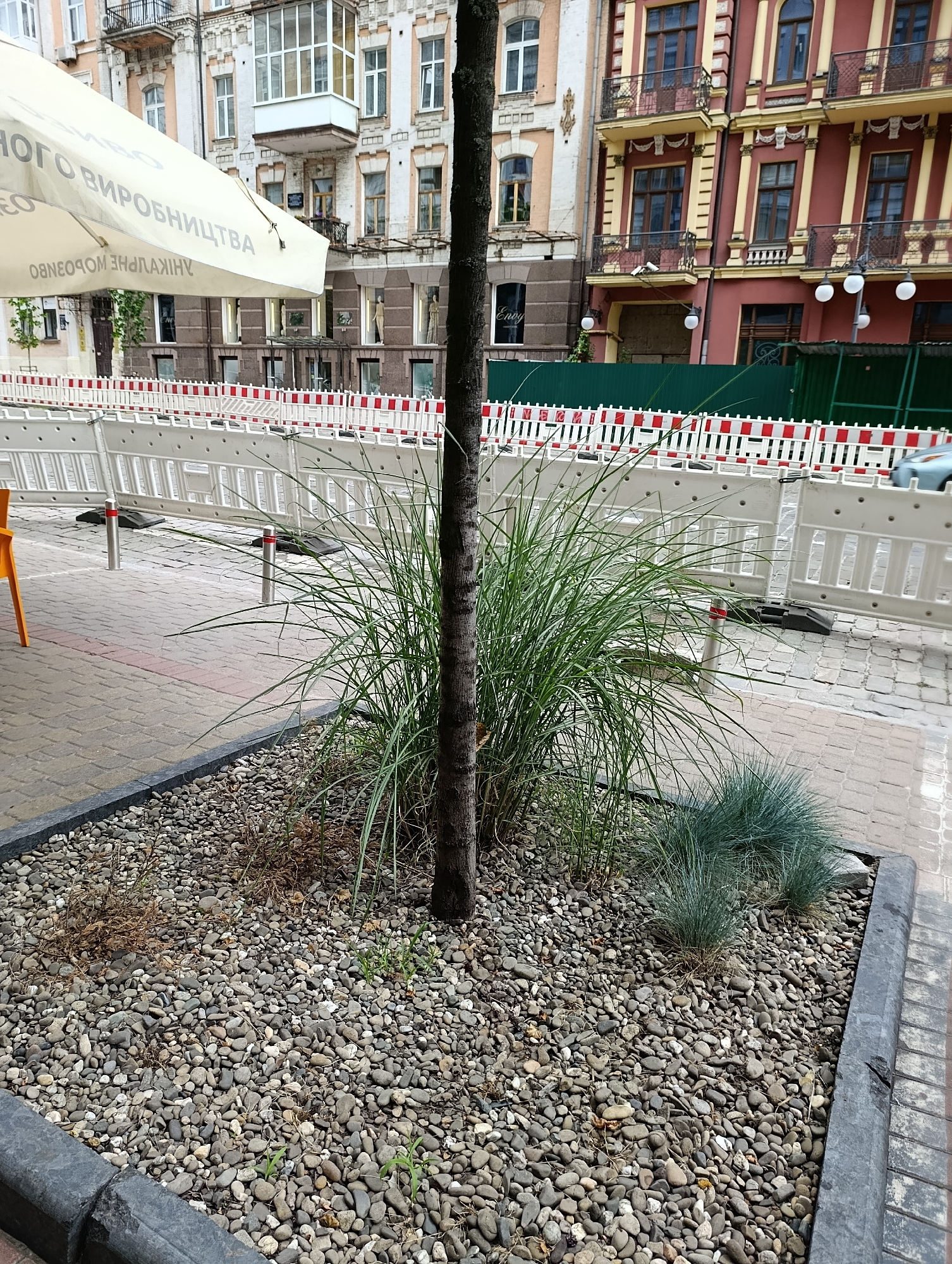 This media file shows a street scene in Kyiv, Ukraine, with a focus on a tree planted in a gravel bed. The tree has a thick trunk and is surrounded by lush green grass. In the foreground, the gravel bed is bordered by a concrete curb. Behind the tree and grass, there is a white construction barrier with red and white stripes, indicating some ongoing work or event. Further in the background, several buildings with ornate facades and balconies are visible, typical of older European architecture. An off-white umbrella with Cyrillic text is partially visible in the upper left corner, suggesting a cafe or outdoor seating area. The lighting and shadows suggest it is daytime, and the weather appears to be overcast. The overall mood is neutral, documenting an urban environment with elements of both nature and construction. The visible text on the umbrella is in Cyrillic, but it is partially obscured and difficult to read fully.