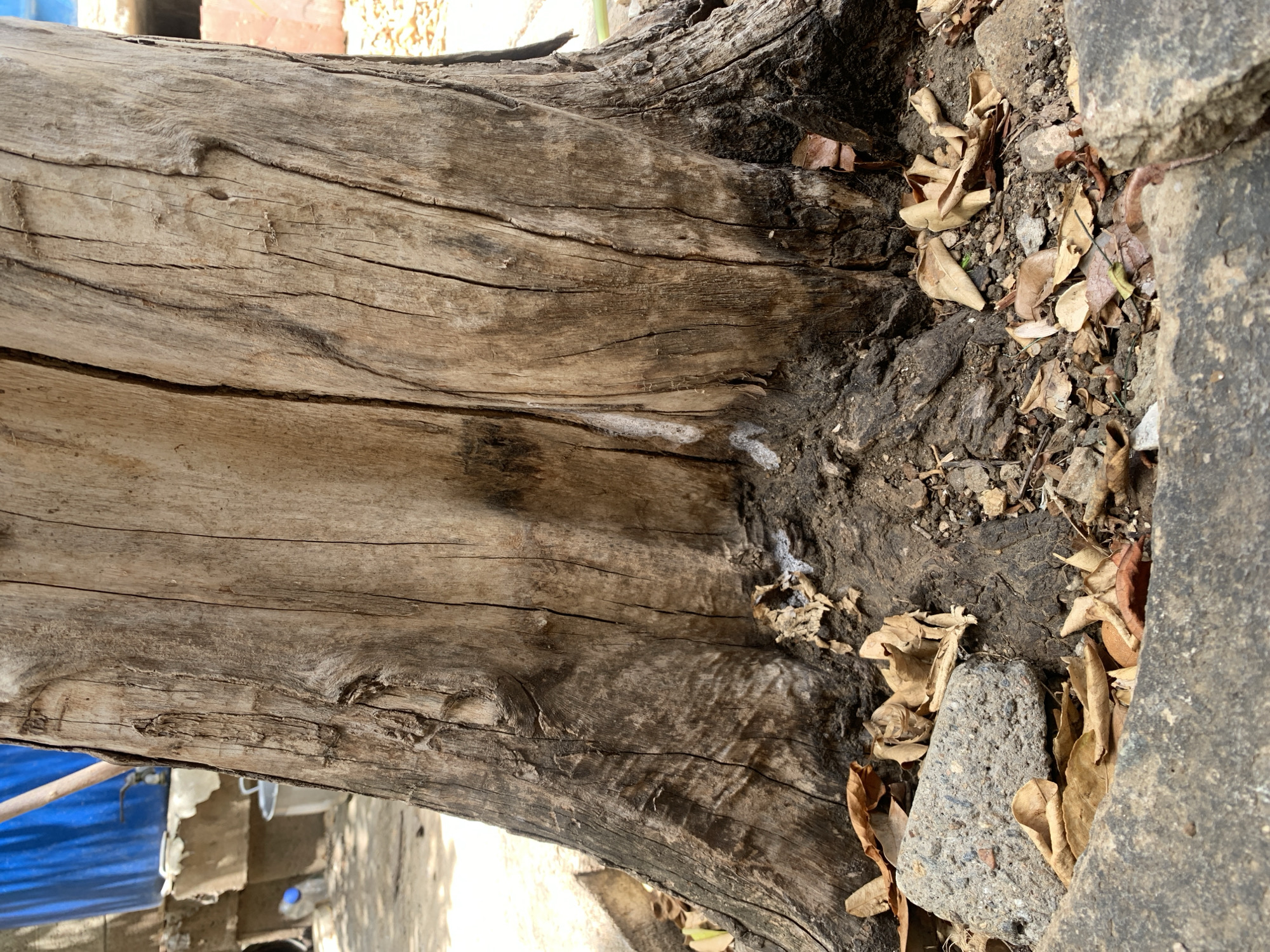 A close-up, top-down perspective captures the base of a robust, weathered tree trunk rooted in the ground, in Santa Ana, Venezuela. The trunk, oriented vertically on the left side of the frame, displays deeply cracked bark in various shades of brown and grey, indicating its age and exposure to elements. Near its base, where it meets the soil, a small amount of white, foamy substance is visible on the bark.
The ground surrounding the tree's base consists of dark, rich soil, intermingled with numerous dry, brittle brown leaves and small stones. A large, rough concrete slab or stone wall forms a boundary along the right edge of the frame, partially obscuring the ground and foliage. Another smaller, lighter-colored rock is embedded among the leaves closer to the trunk.
In the blurred background, hints of human activity are present, including a bright blue object (possibly a tarp or container) and some light-colored architectural structures. The scene is illuminated by natural daylight, casting subtle shadows and highlighting the texture of the bark and ground elements. The overall impression is one of natural elements coexisting with nearby human development in a dry, outdoor setting. There is no visible text or explicit activity taking place.